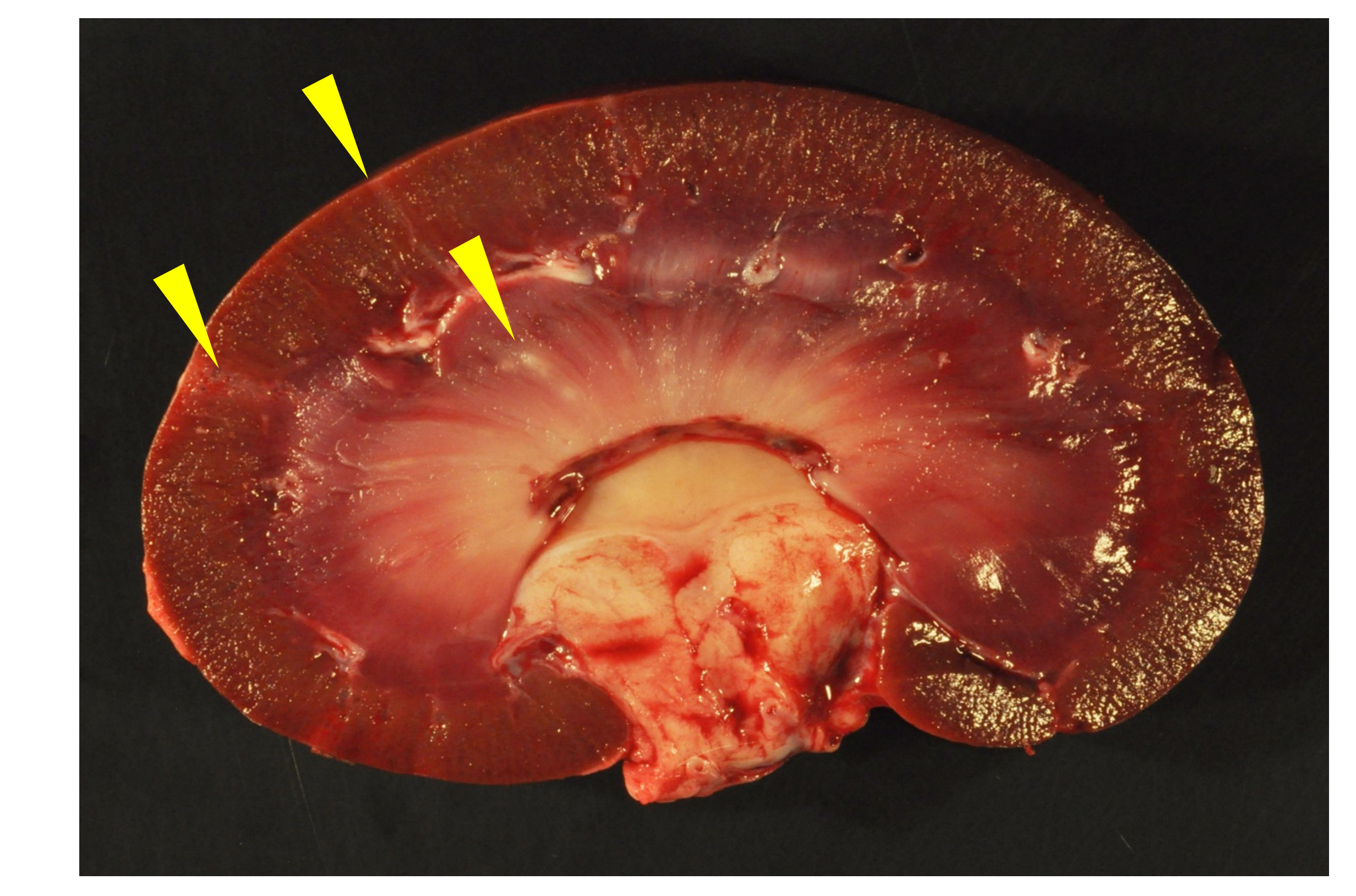 Viruses 13 01051 g001