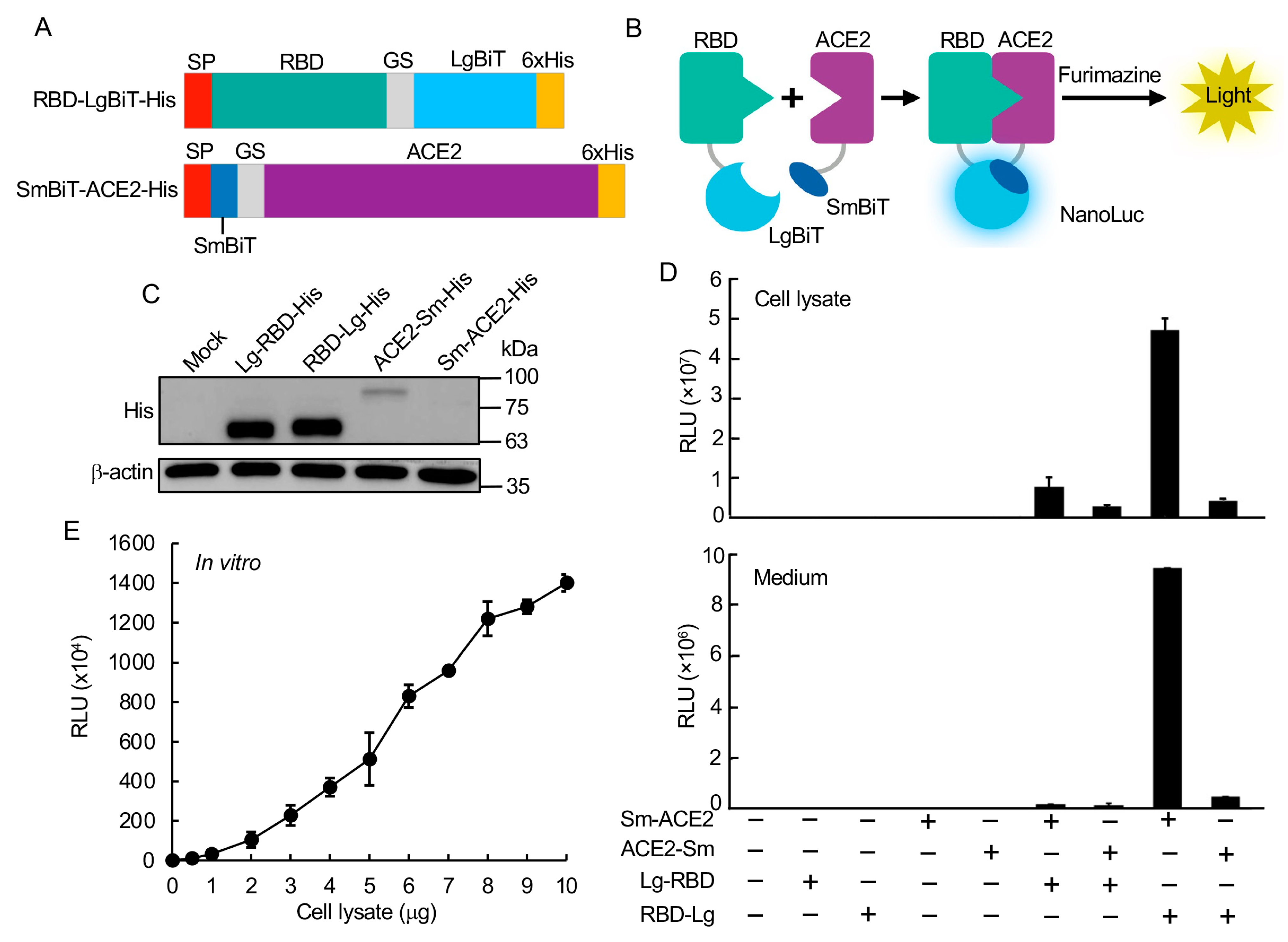 Viruses 13 01055 g001