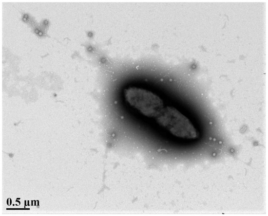 出産祝いなども豊富 The Potential of Phage Therapy against the Emerging アイドル