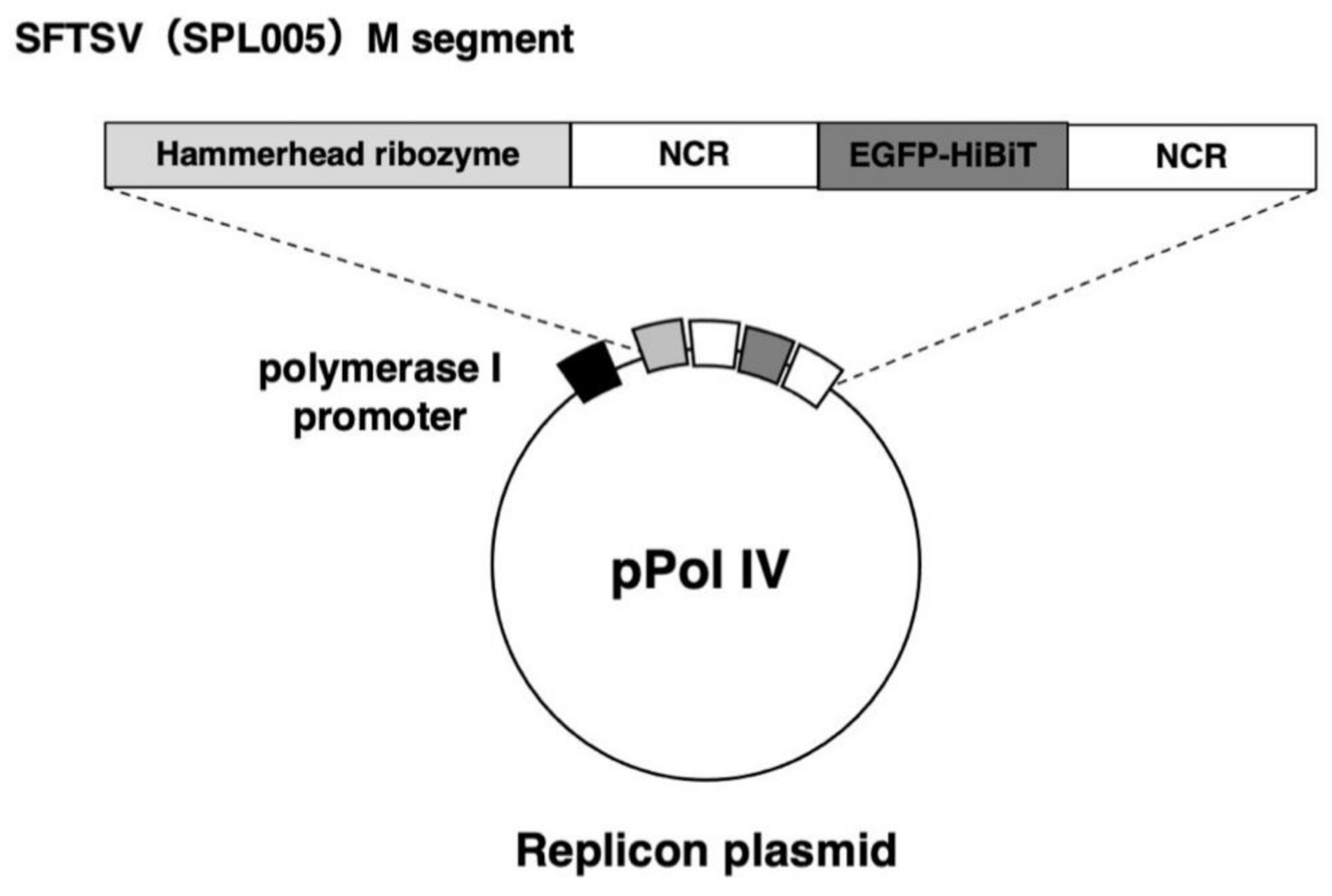 Viruses 13 01061 g001 Viruses 13 01061 g001