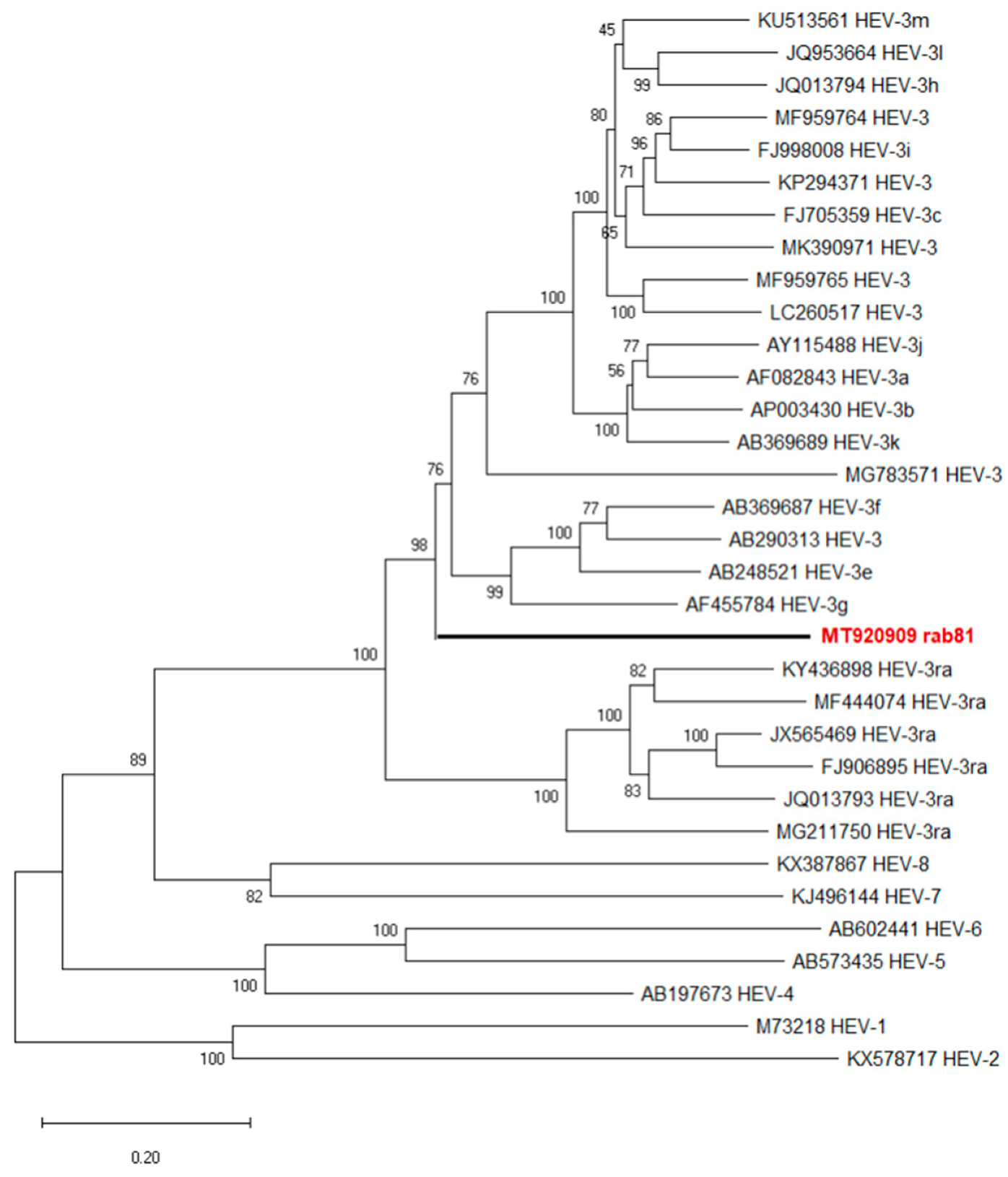 Viruses 13 01065 g002