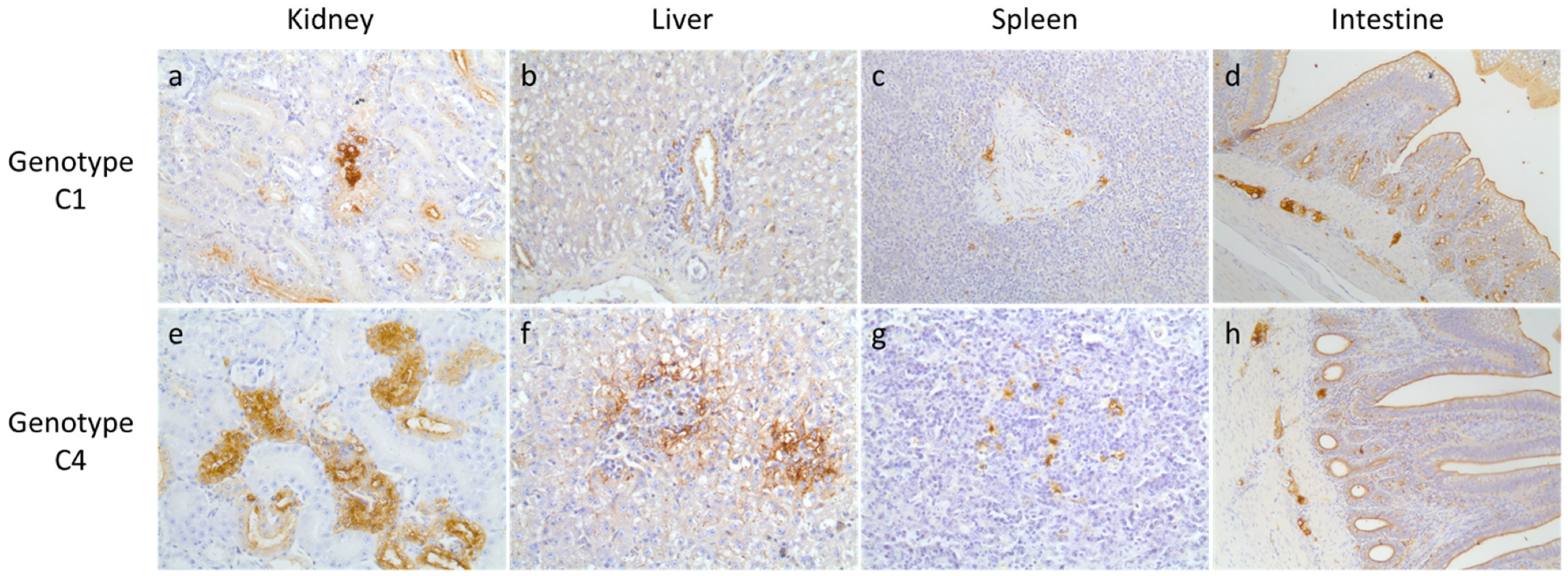 Viruses 13 01069 g003 Viruses 13 01069 g003