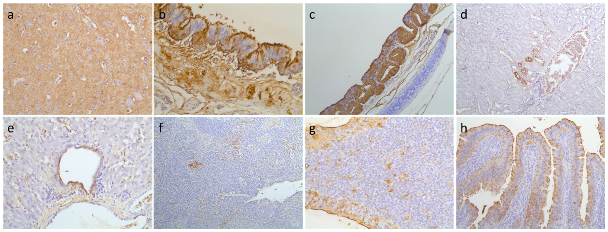 Viruses 13 01069 g004 Viruses 13 01069 g004