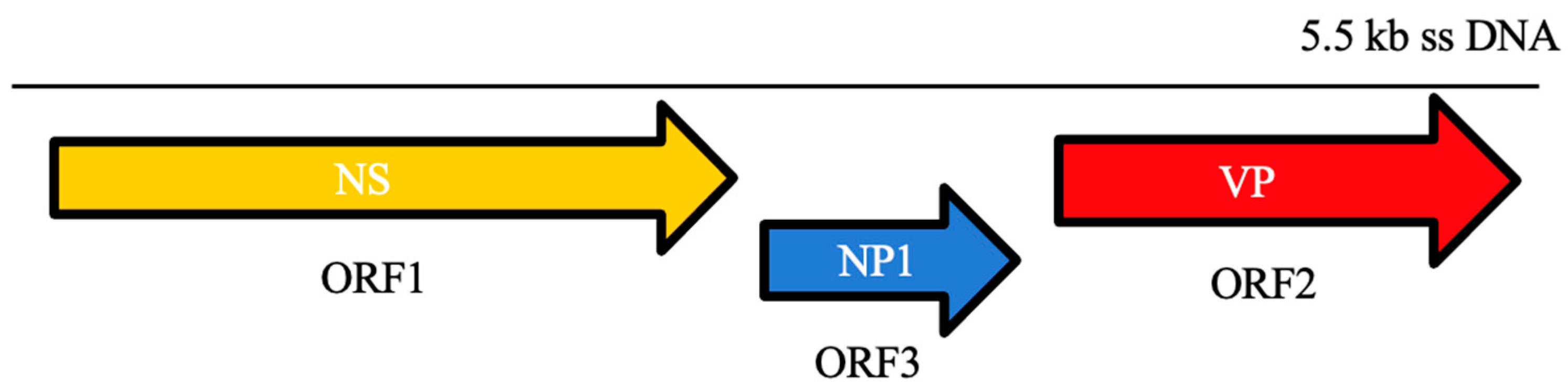 Viruses 13 01077 g001