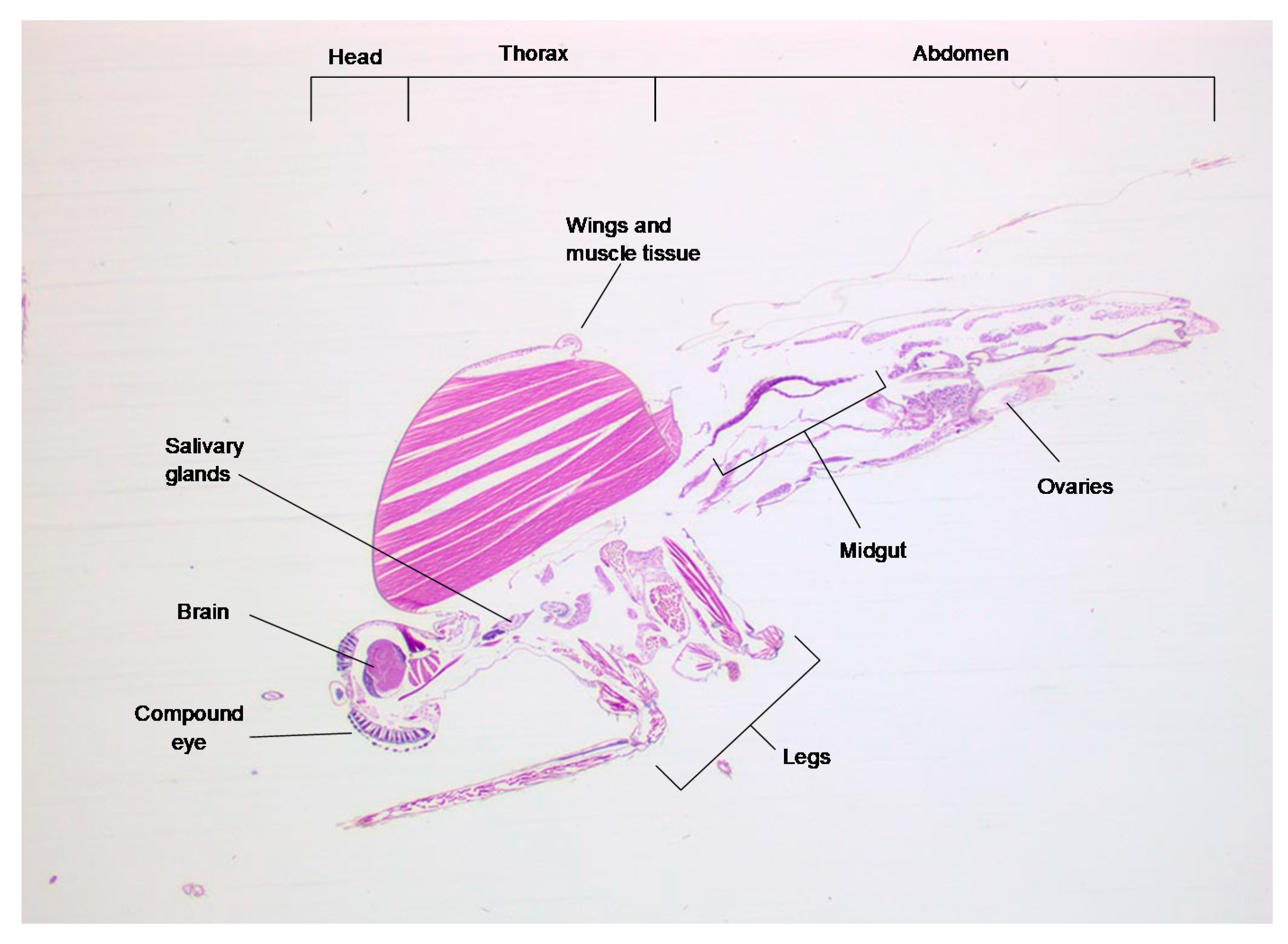 Viruses 13 01079 g001 Viruses 13 01079 g001