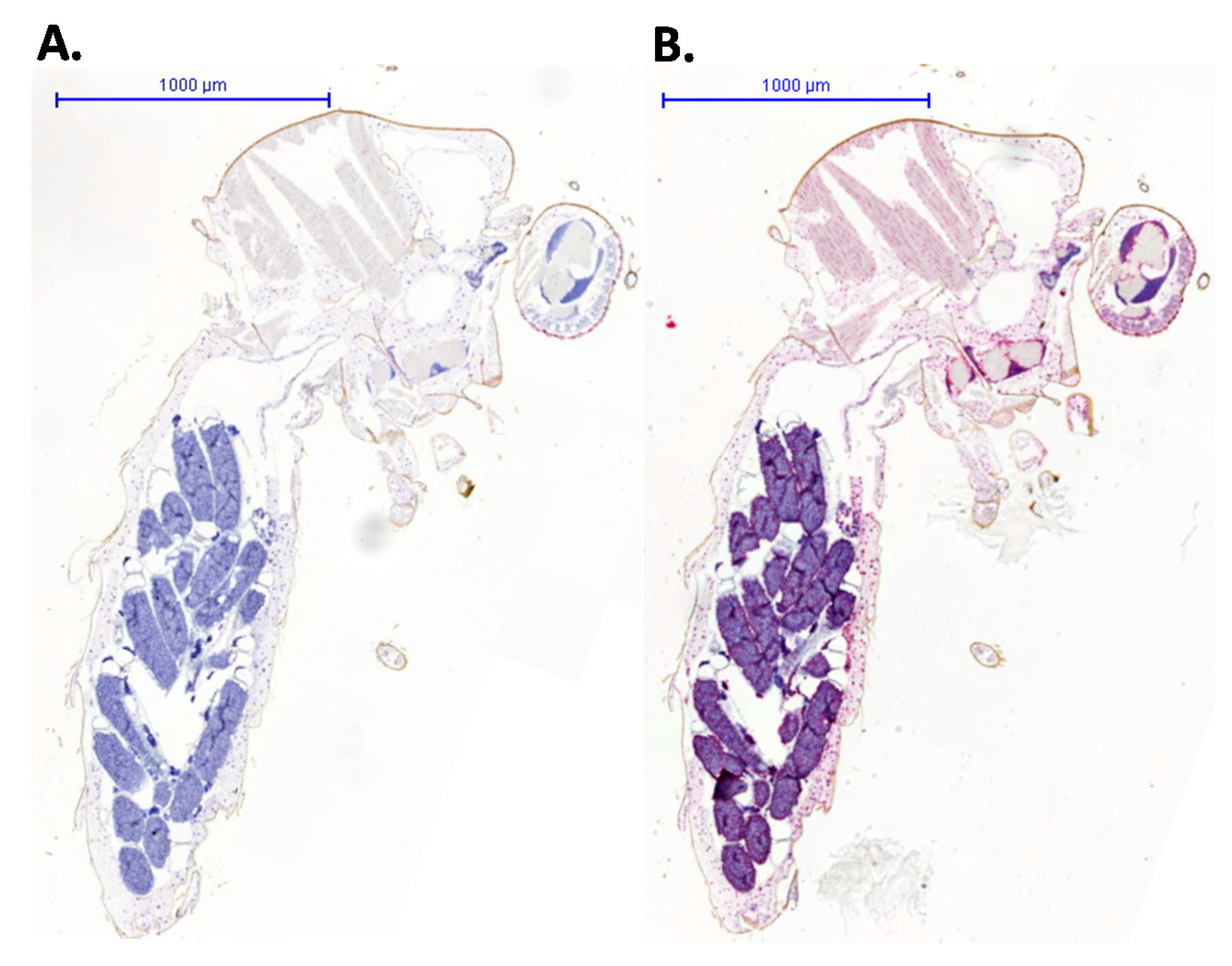 Viruses 13 01079 g002 Viruses 13 01079 g002