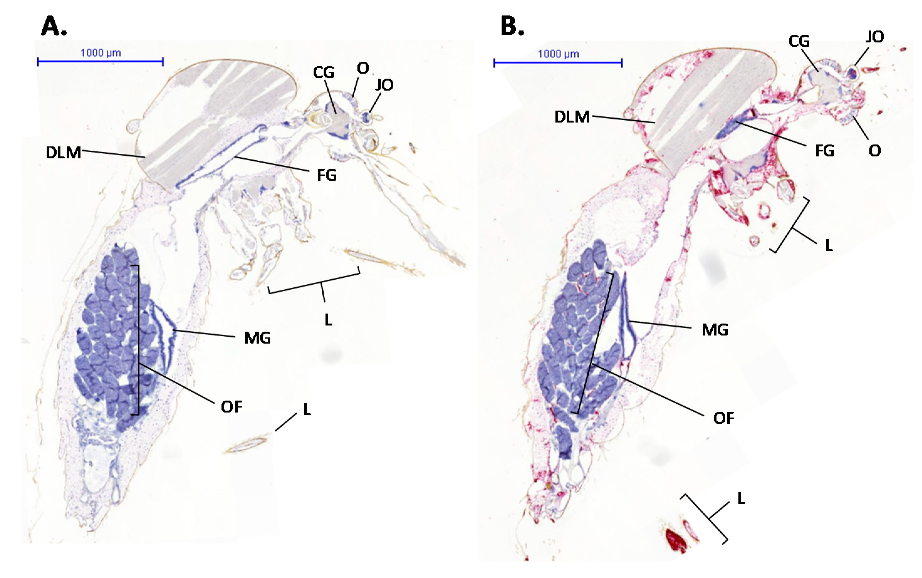 Viruses 13 01079 g003 Viruses 13 01079 g003