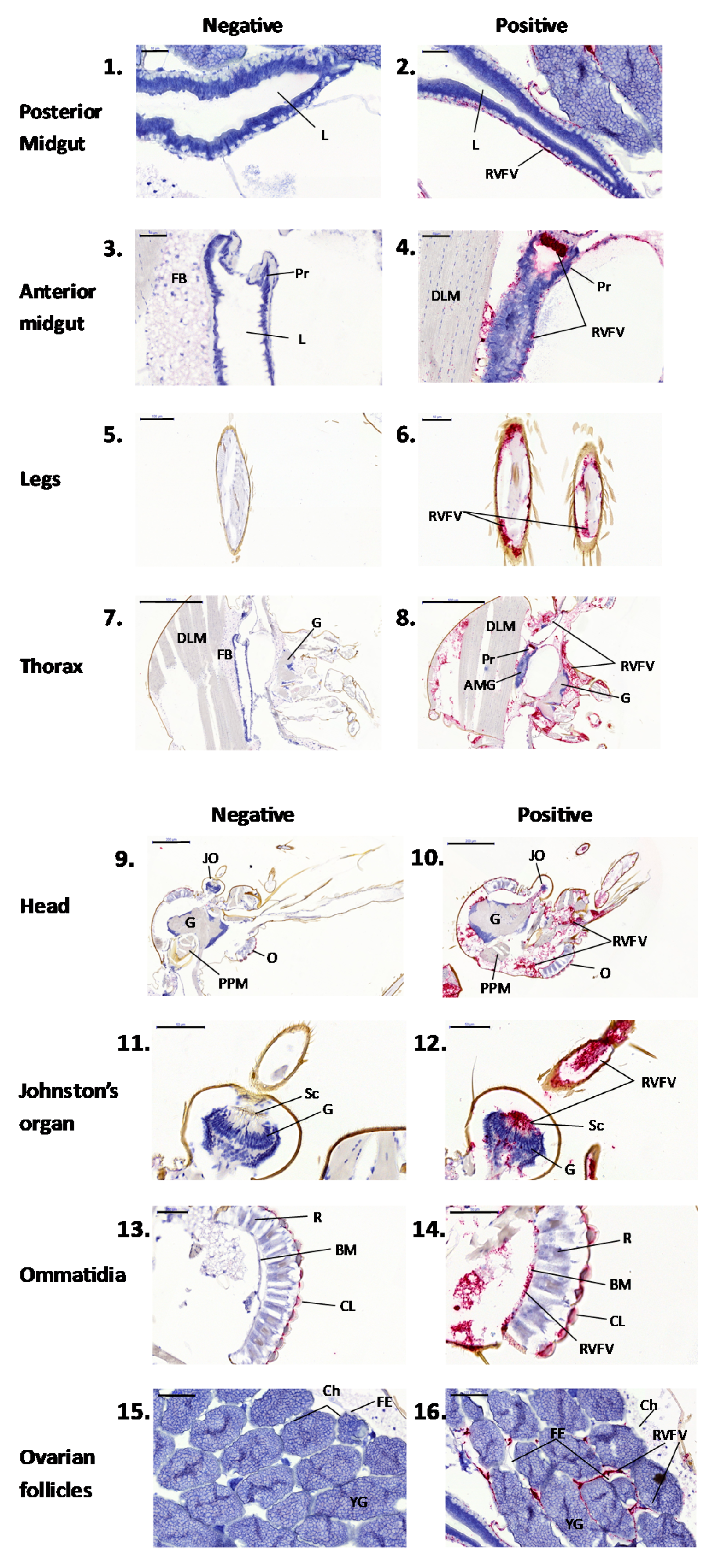 Viruses 13 01079 g004 Viruses 13 01079 g004