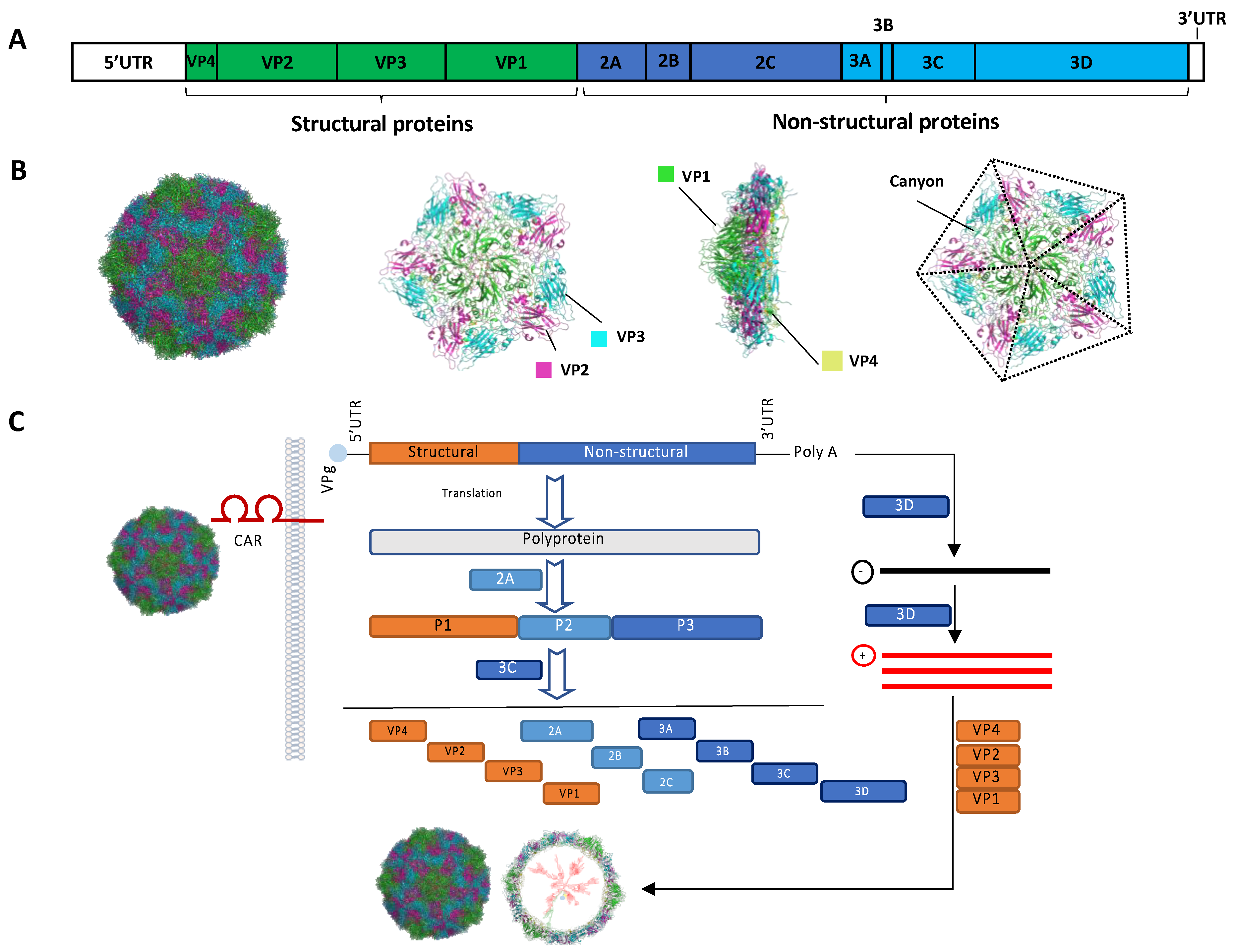 Viruses 13 01082 g002 Viruses 13 01082 g002