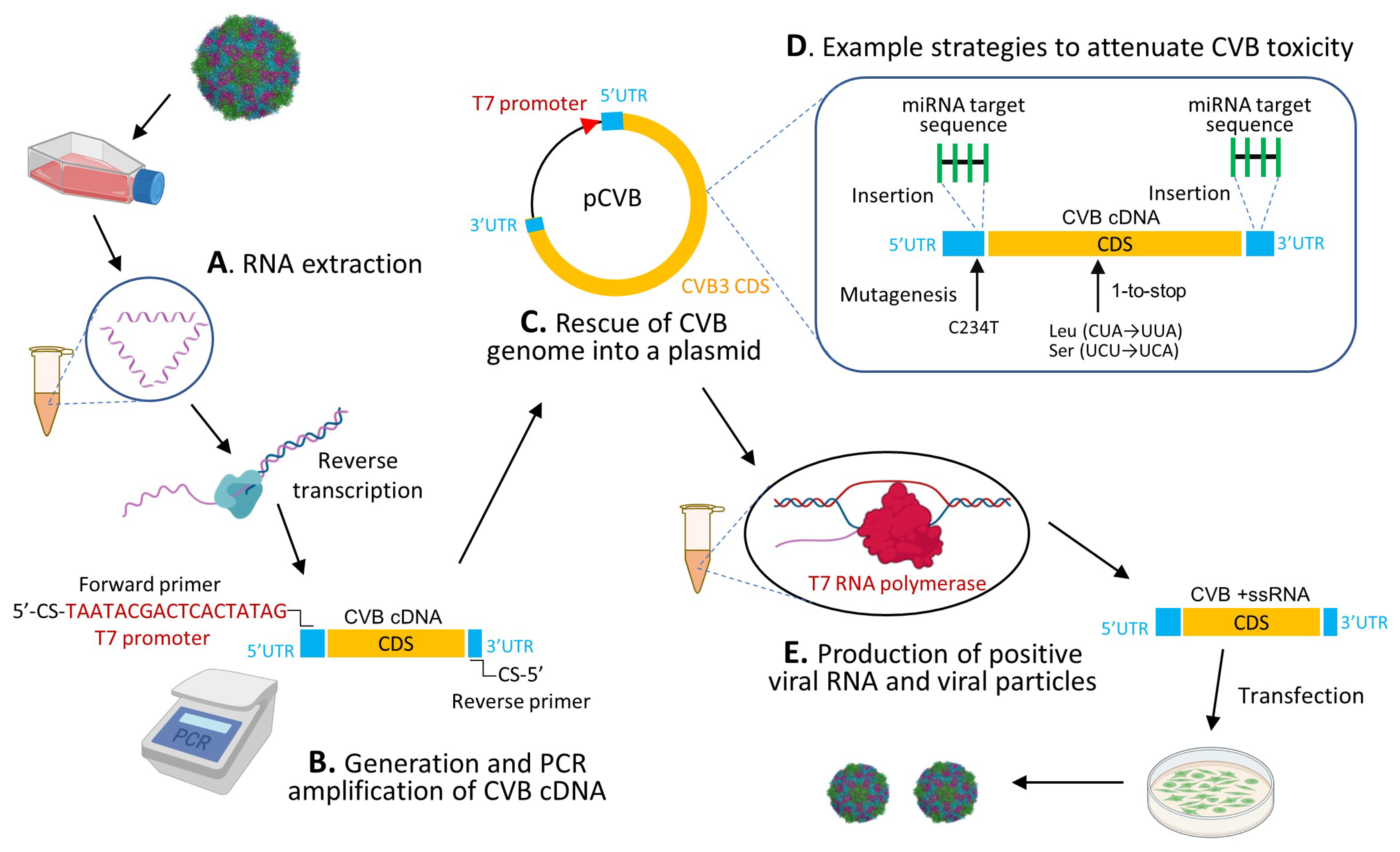 Viruses 13 01082 g004 Viruses 13 01082 g004