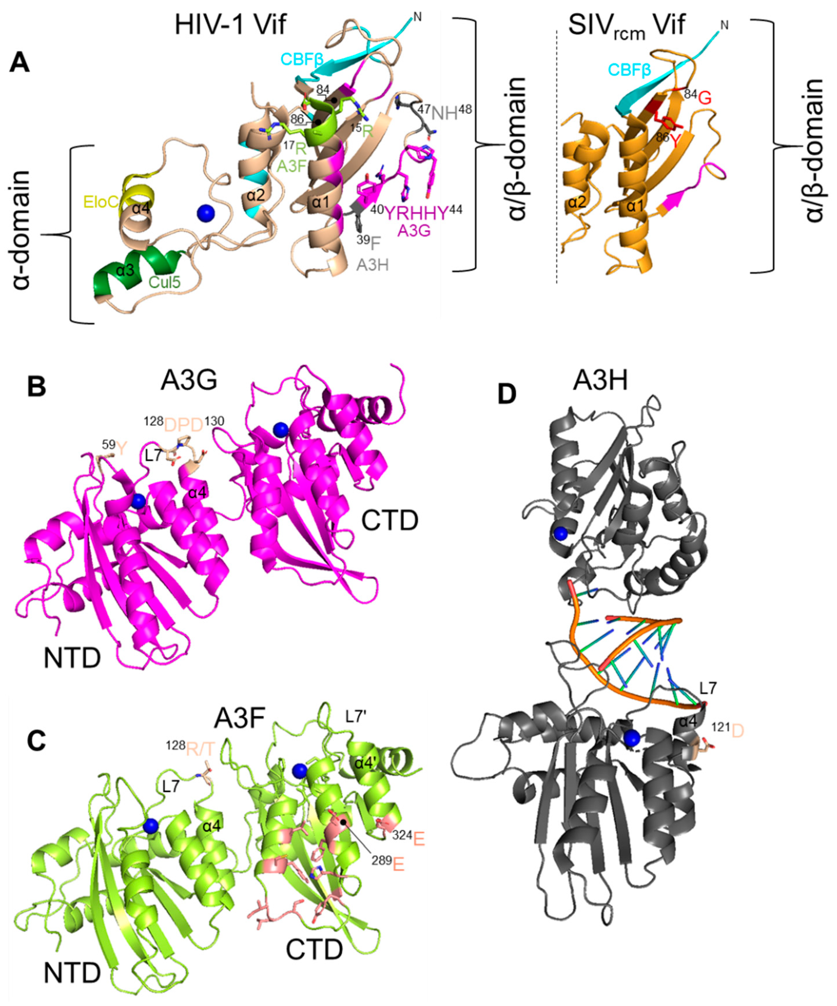 Viruses 13 01084 g002 Viruses 13 01084 g002