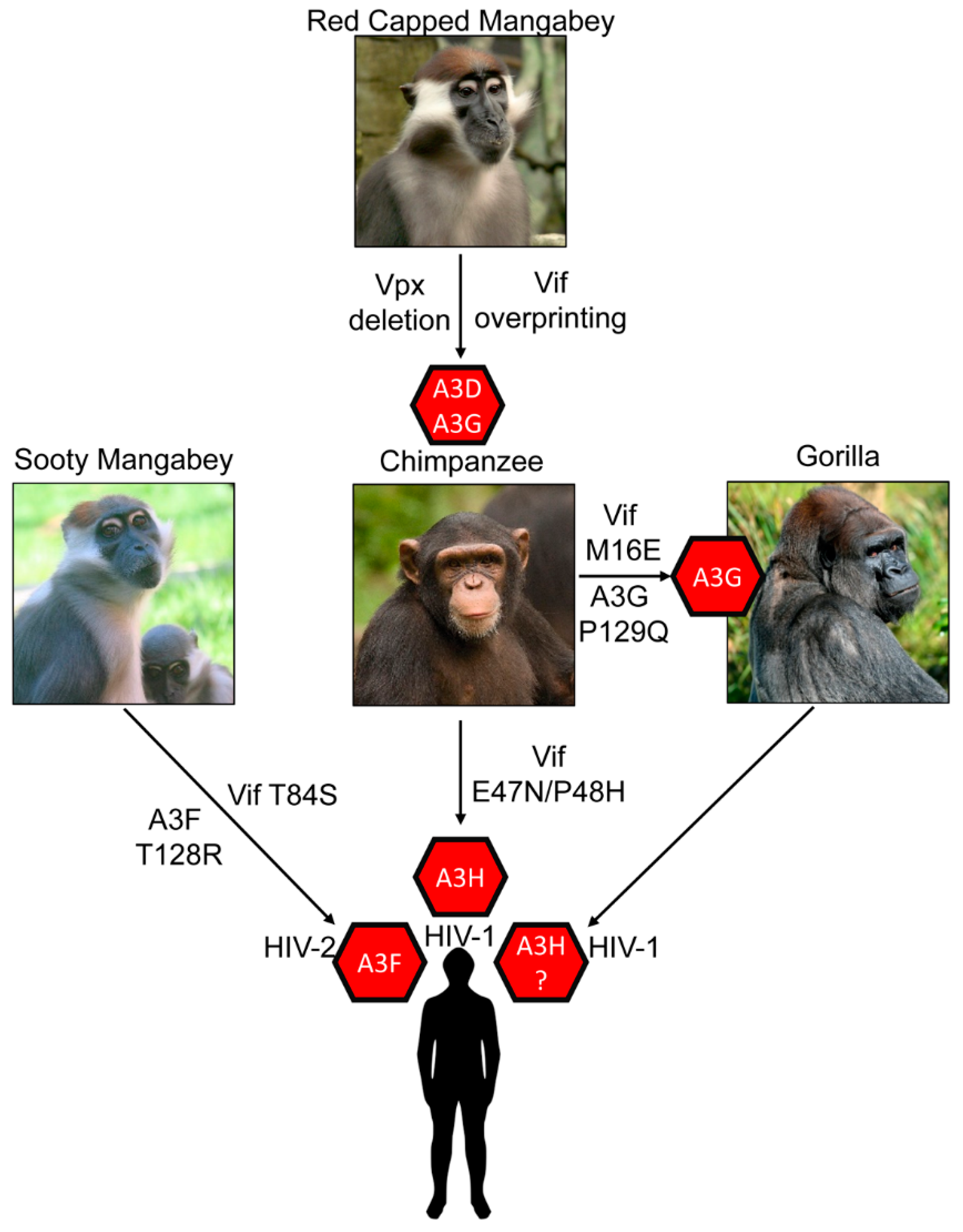 Viruses 13 01084 g003 Viruses 13 01084 g003