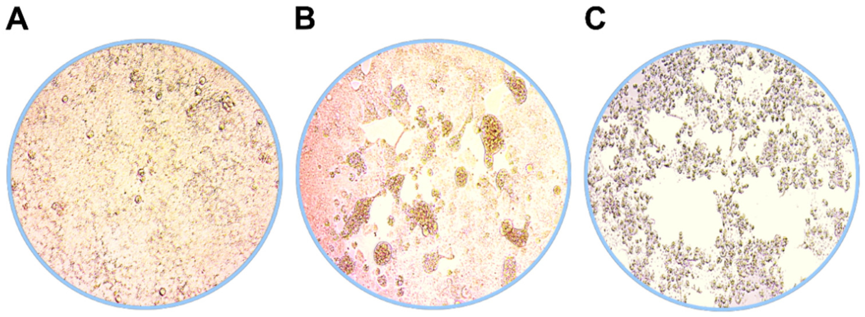 Viruses 13 01087 g001 Viruses 13 01087 g001