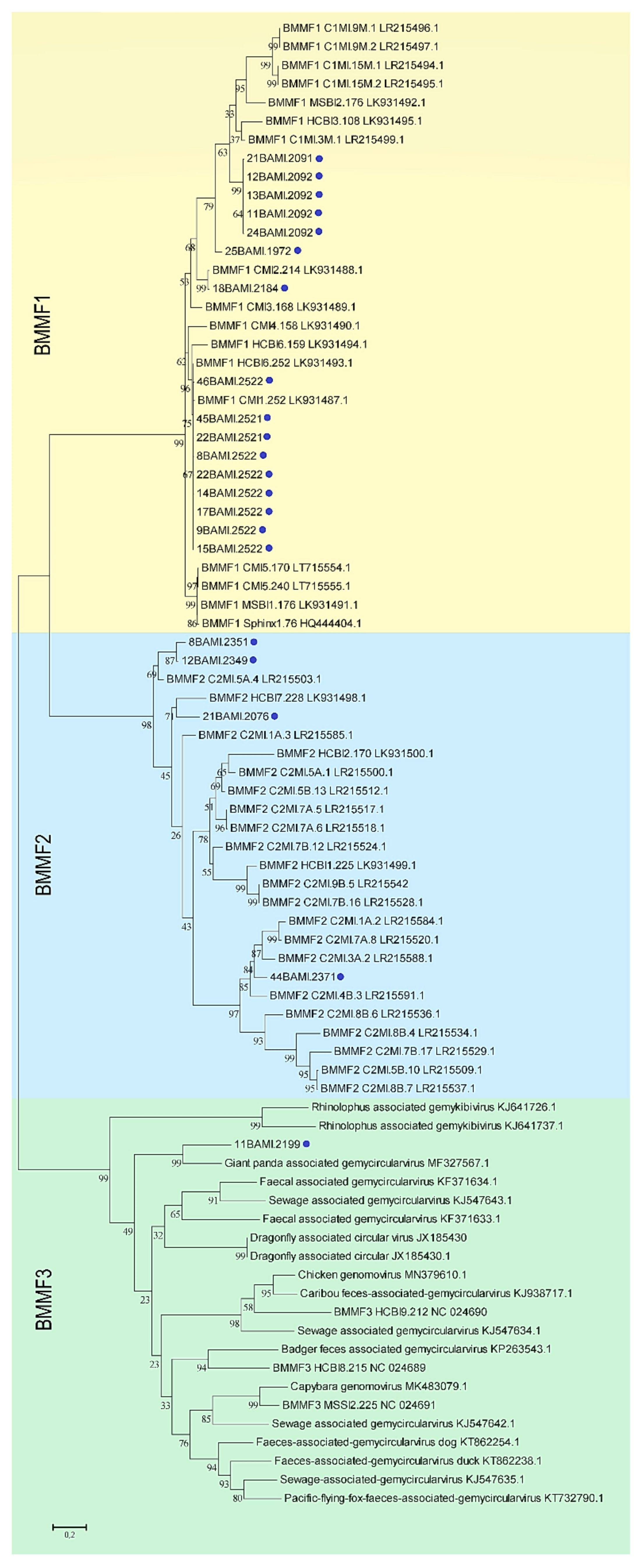 Viruses 13 01088 g001 Viruses 13 01088 g001