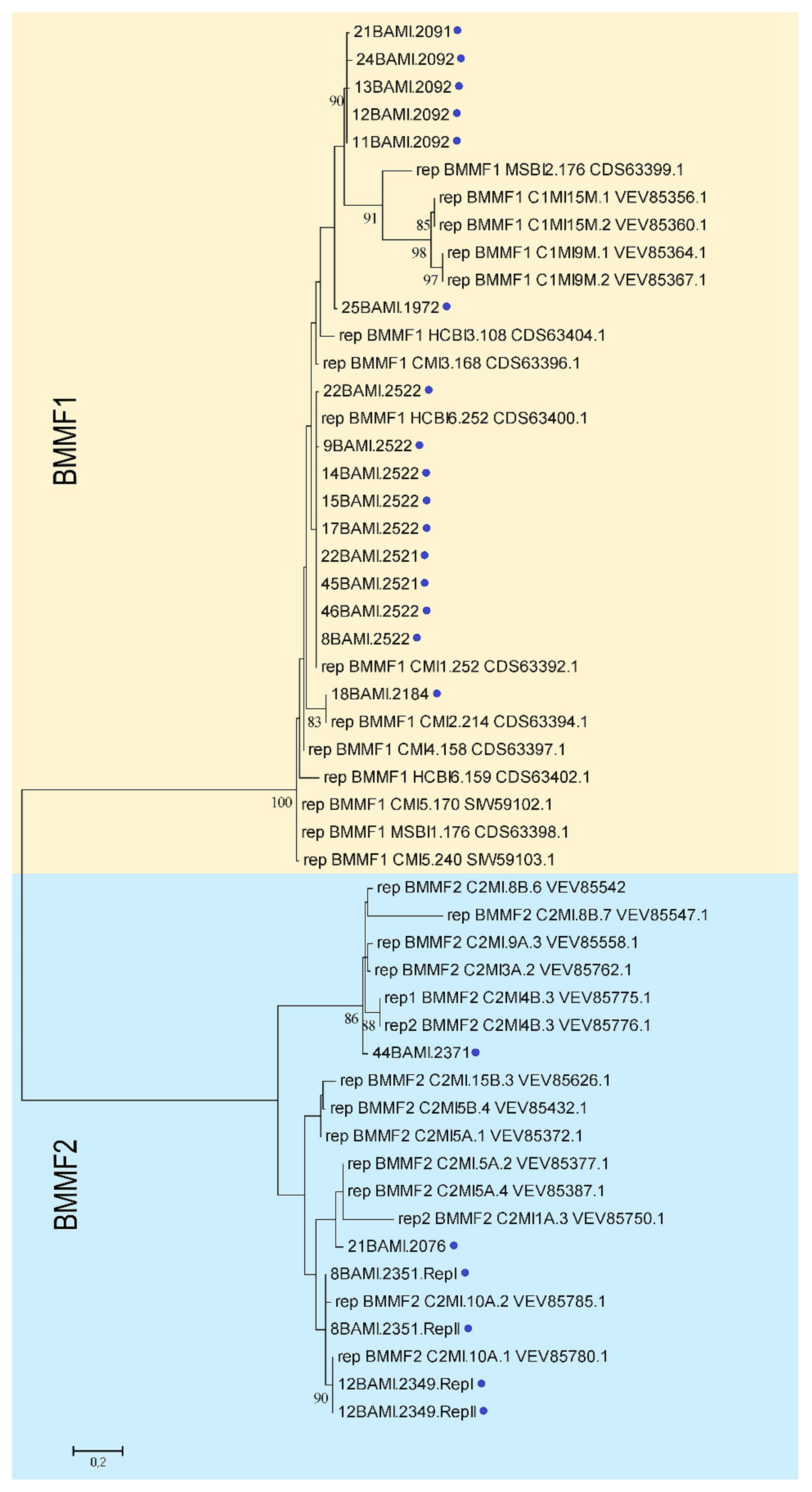 Viruses 13 01088 g004 Viruses 13 01088 g004