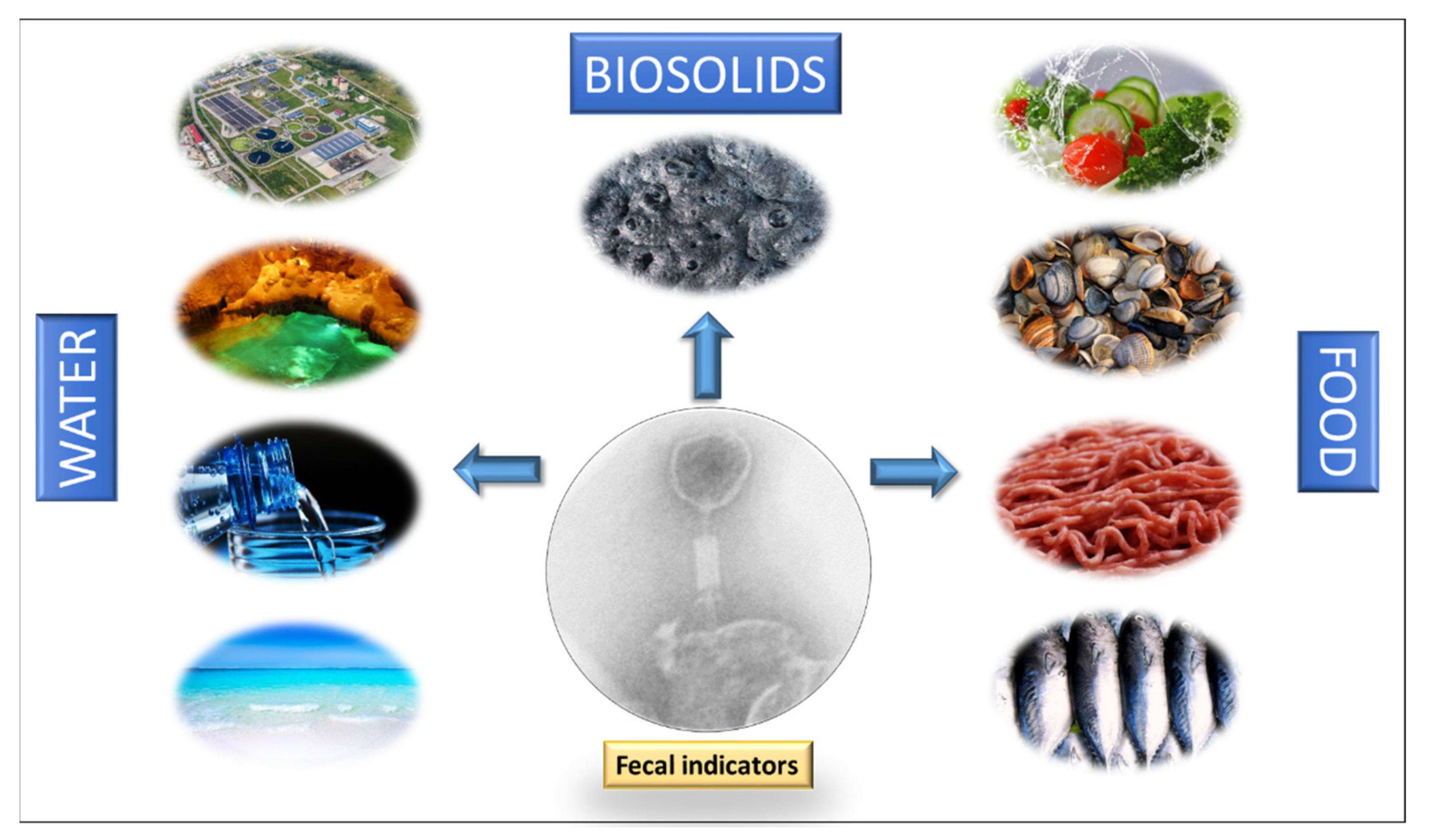 Viruses 13 01089 g001
