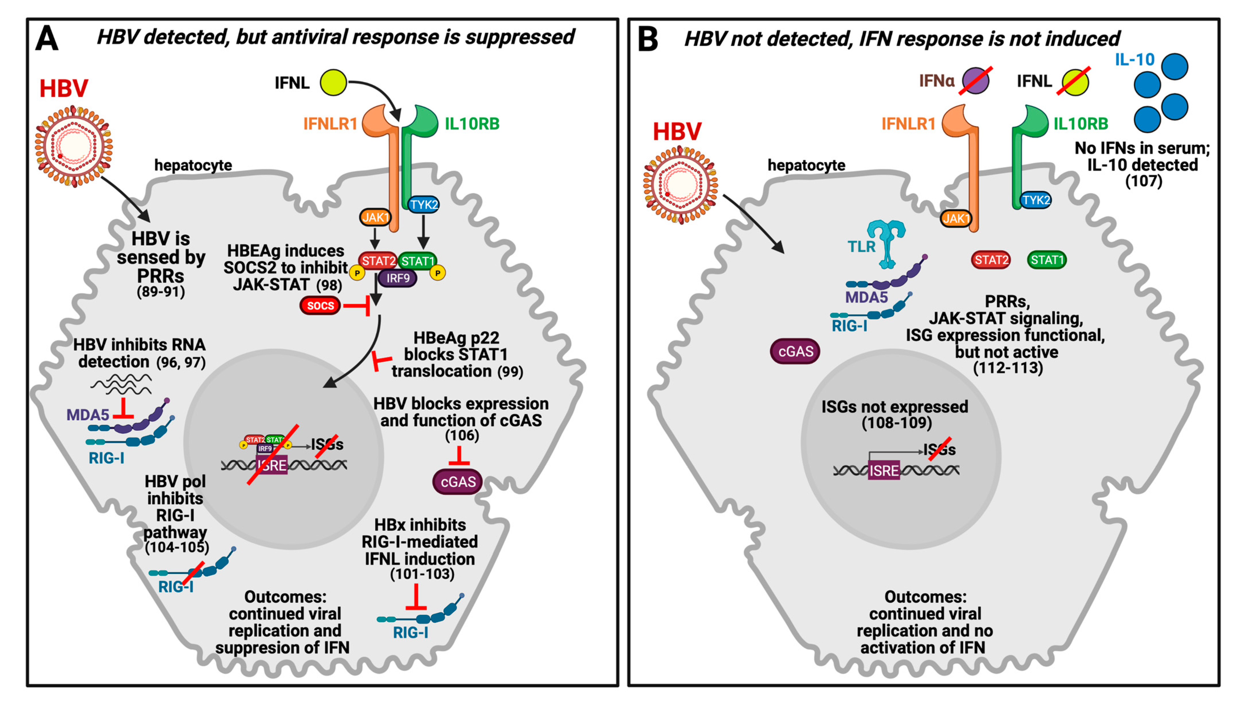 Viruses 13 01090 g001