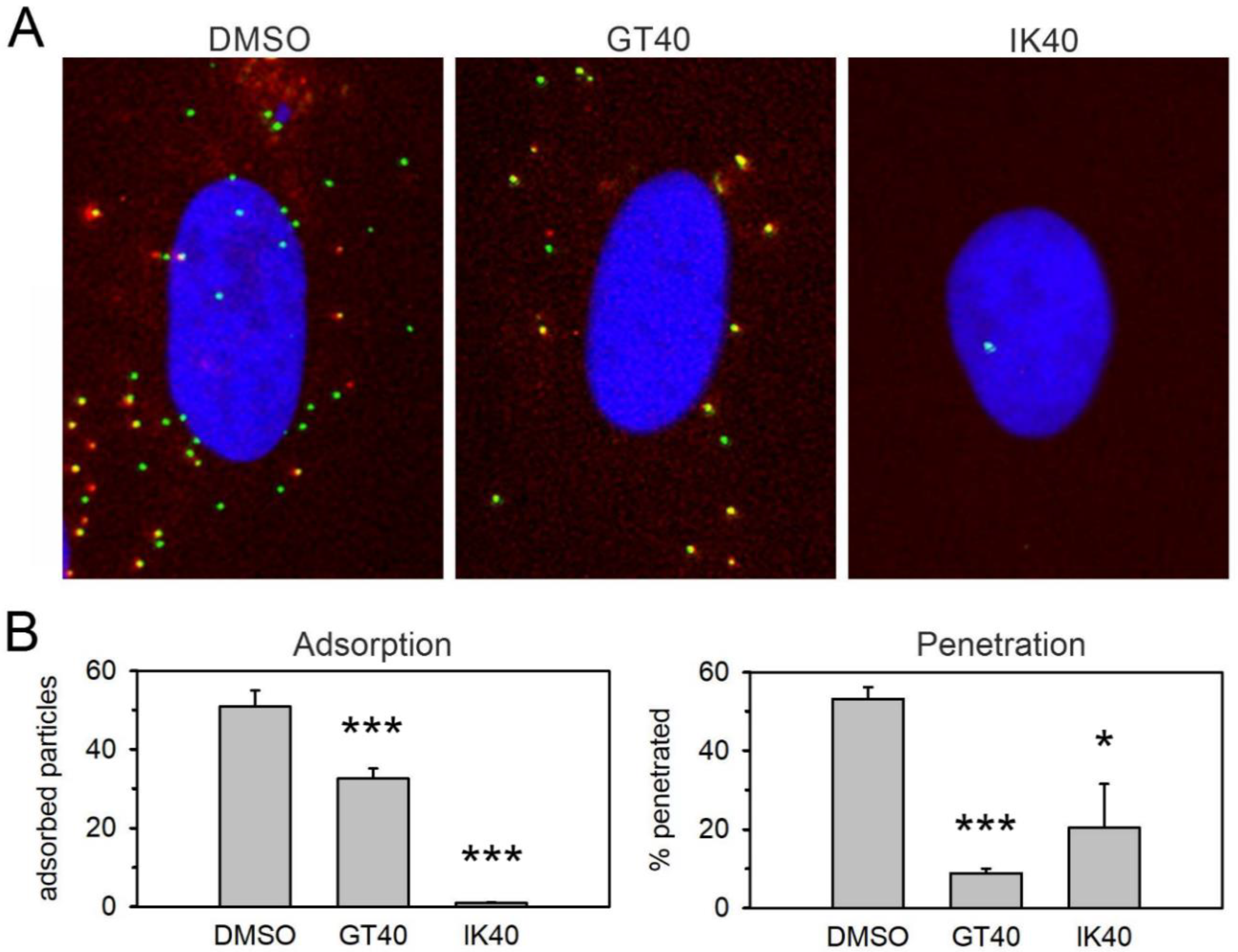 Viruses 13 01094 g002 Viruses 13 01094 g002