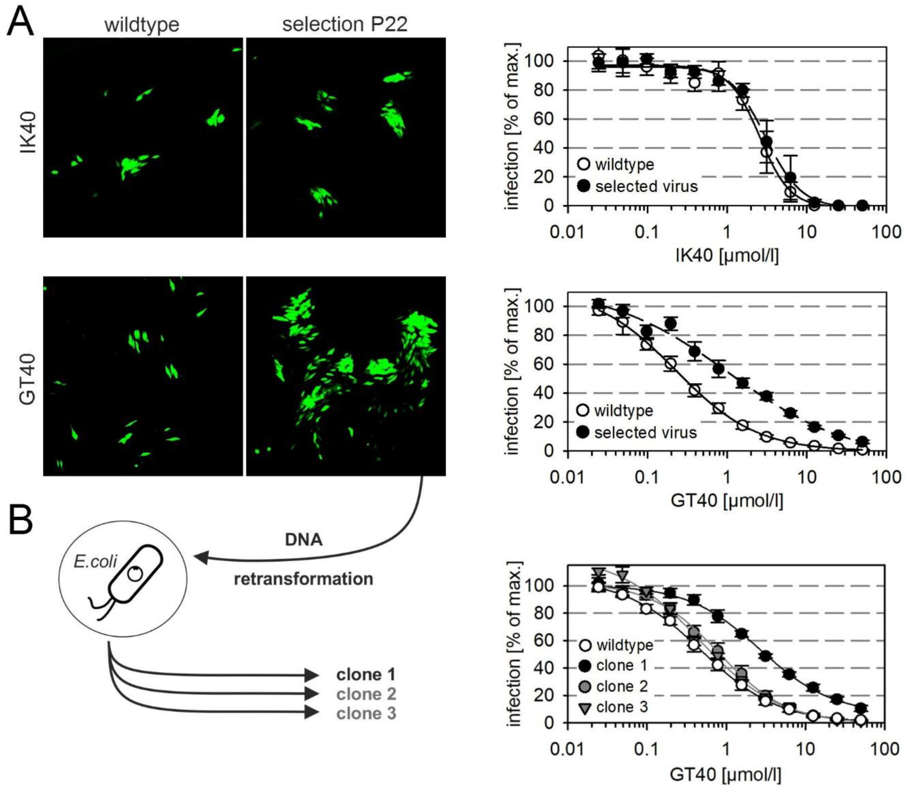 Viruses 13 01094 g003 Viruses 13 01094 g003