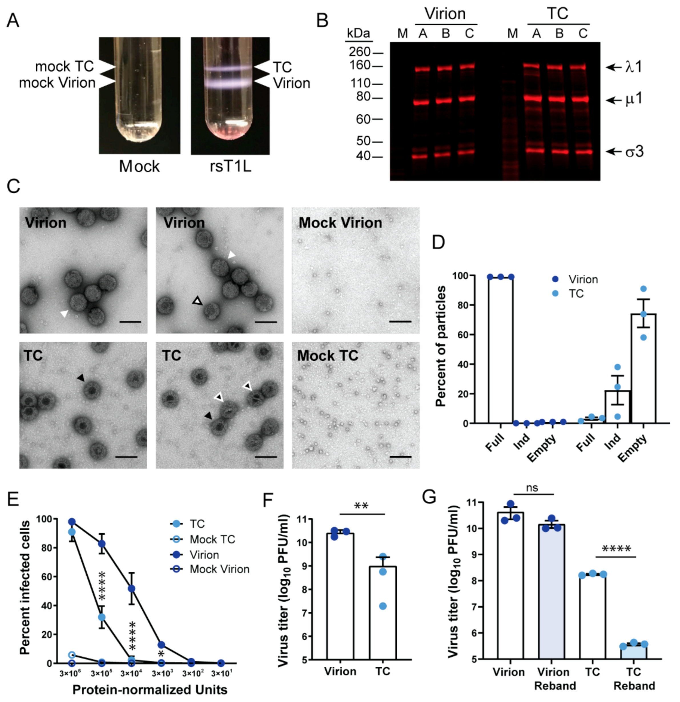 Viruses 13 01096 g001