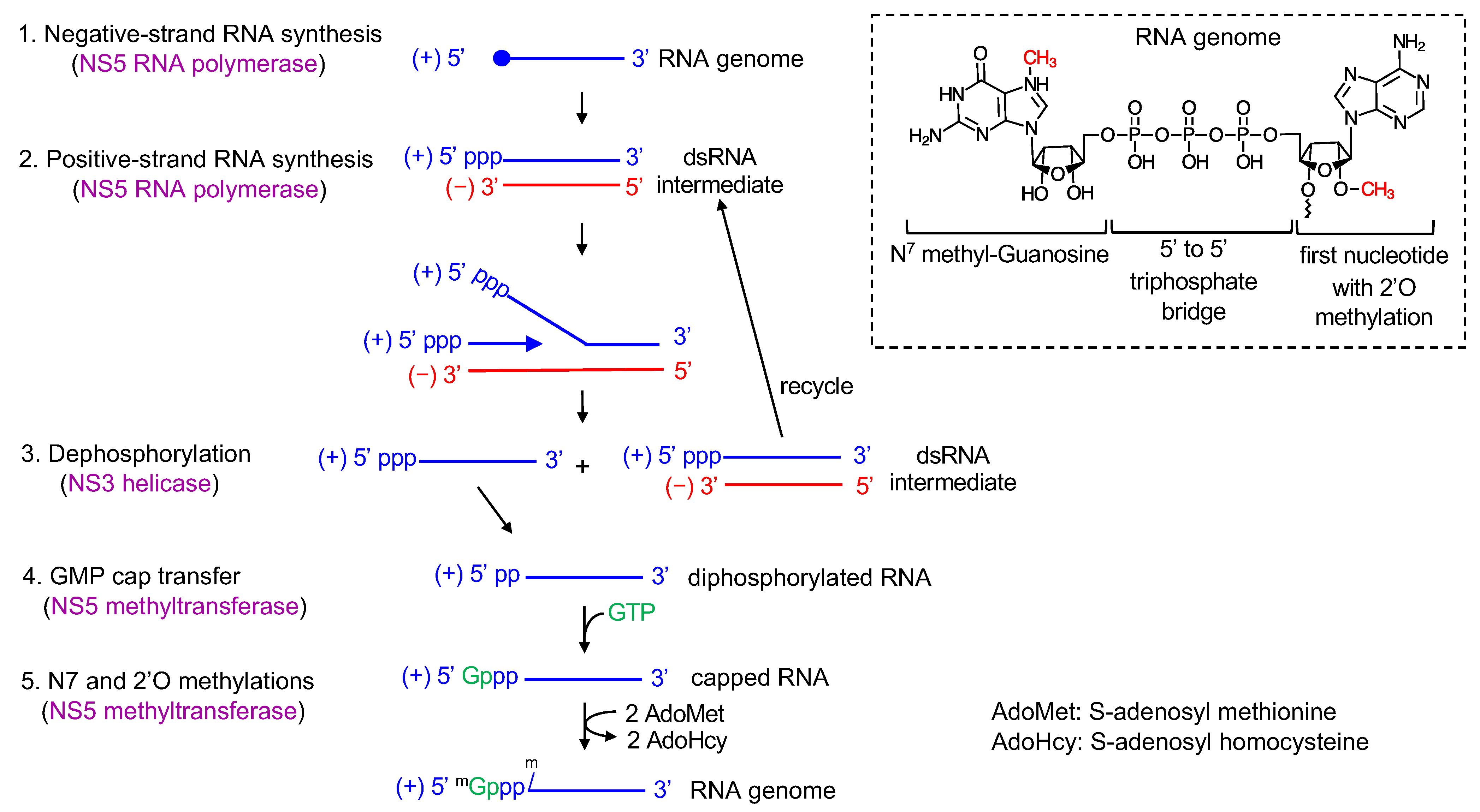 Обеспечивает синтез рнк противодействует тургору. RNA Synthesis Kit. Leykotrien inhibitor drugs.