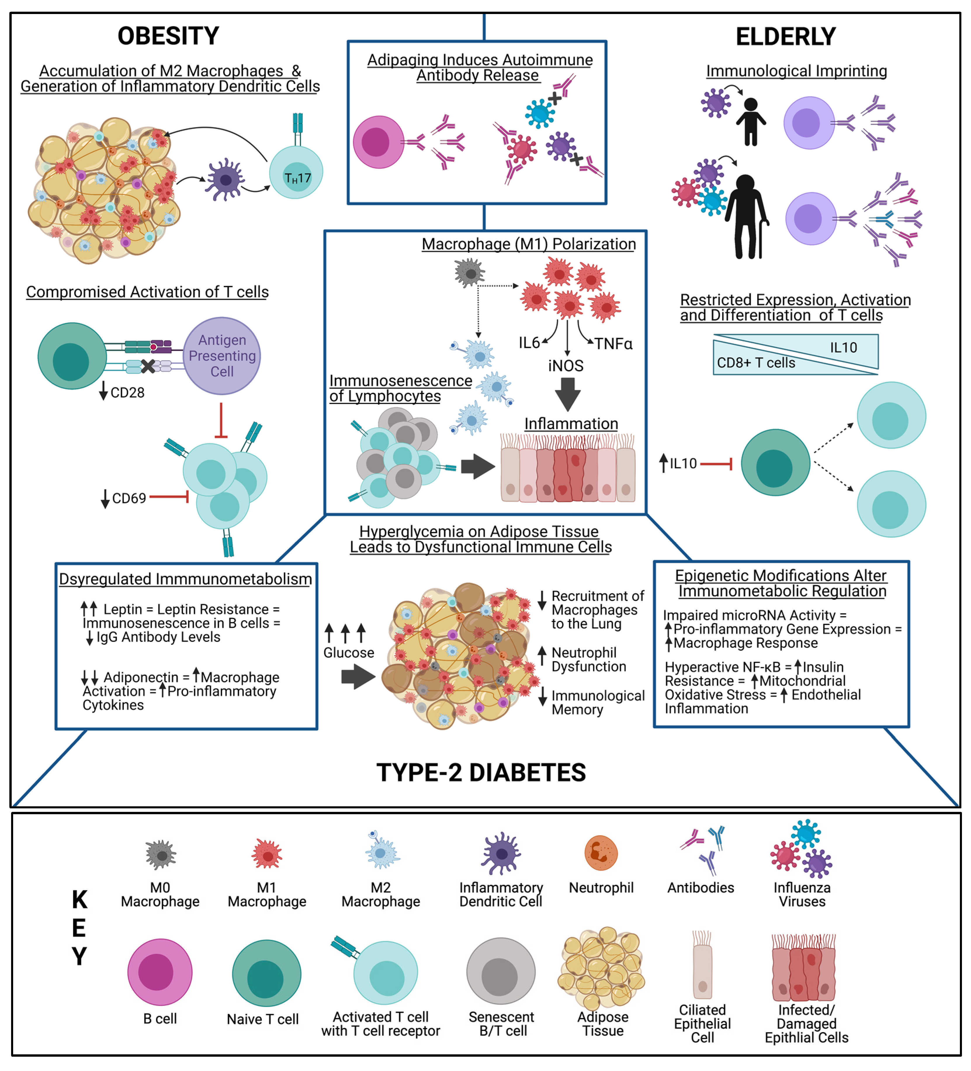 Viruses 13 01109 g001