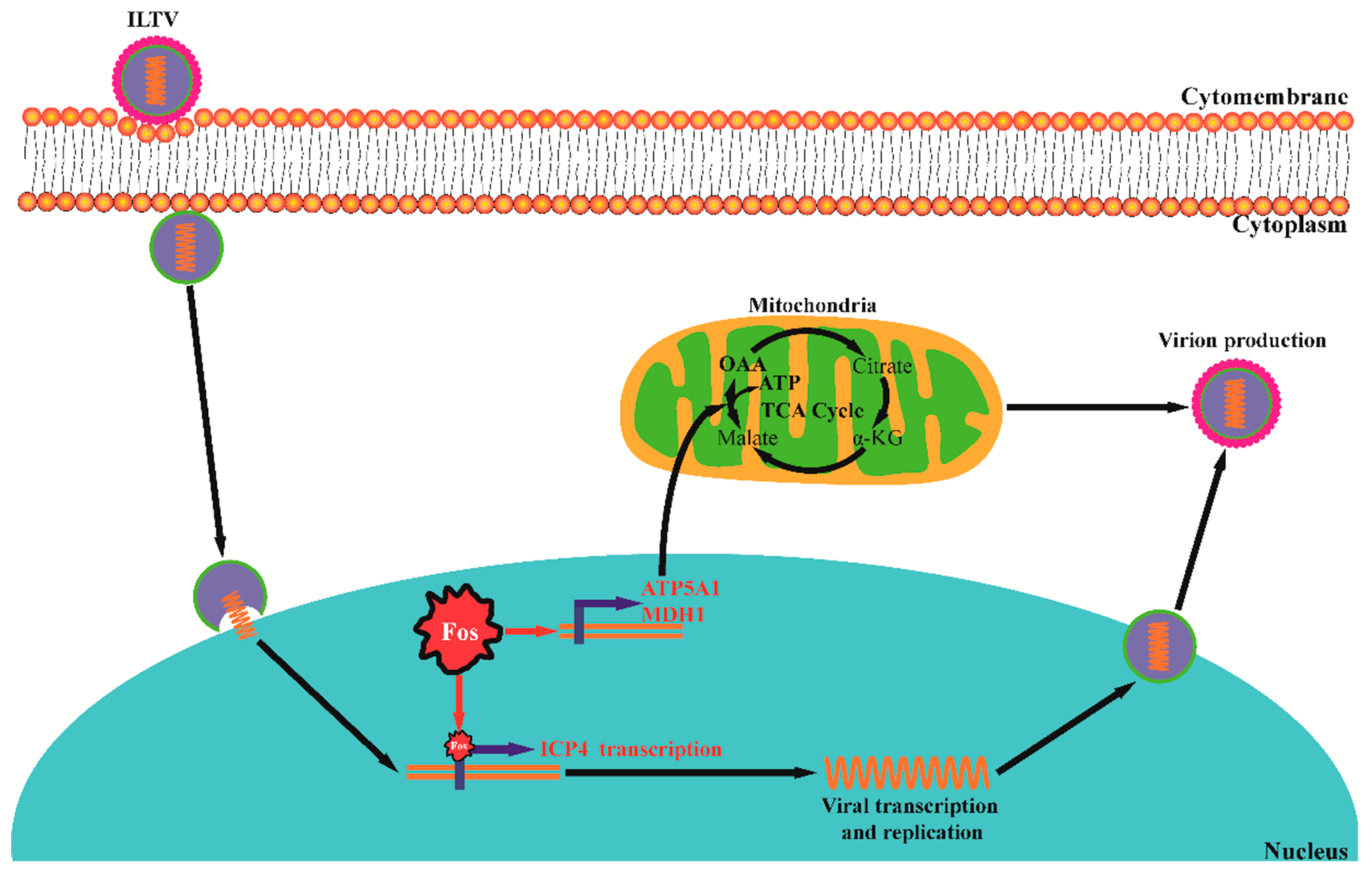 Viruses 13 01110 g006 Viruses 13 01110 g006