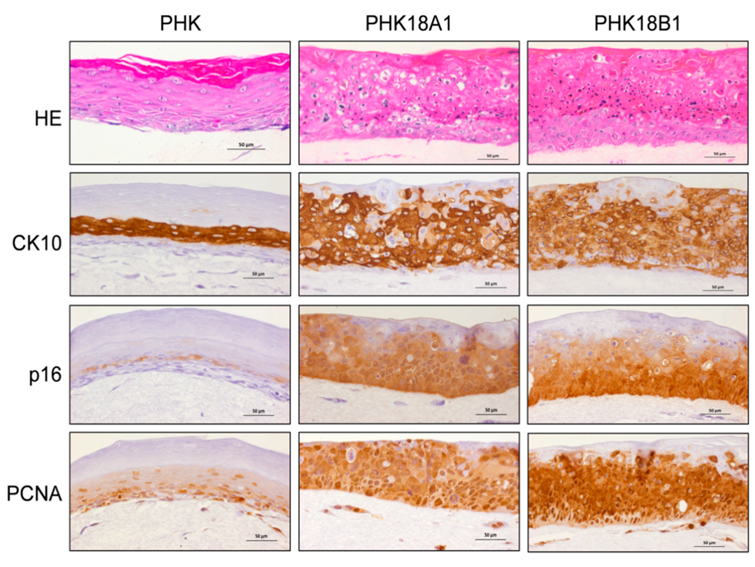 Viruses 13 01114 g006 Viruses 13 01114 g006
