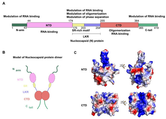 The SARS-CoV-2 Nucleocapsid Protein and Its Role in Viral