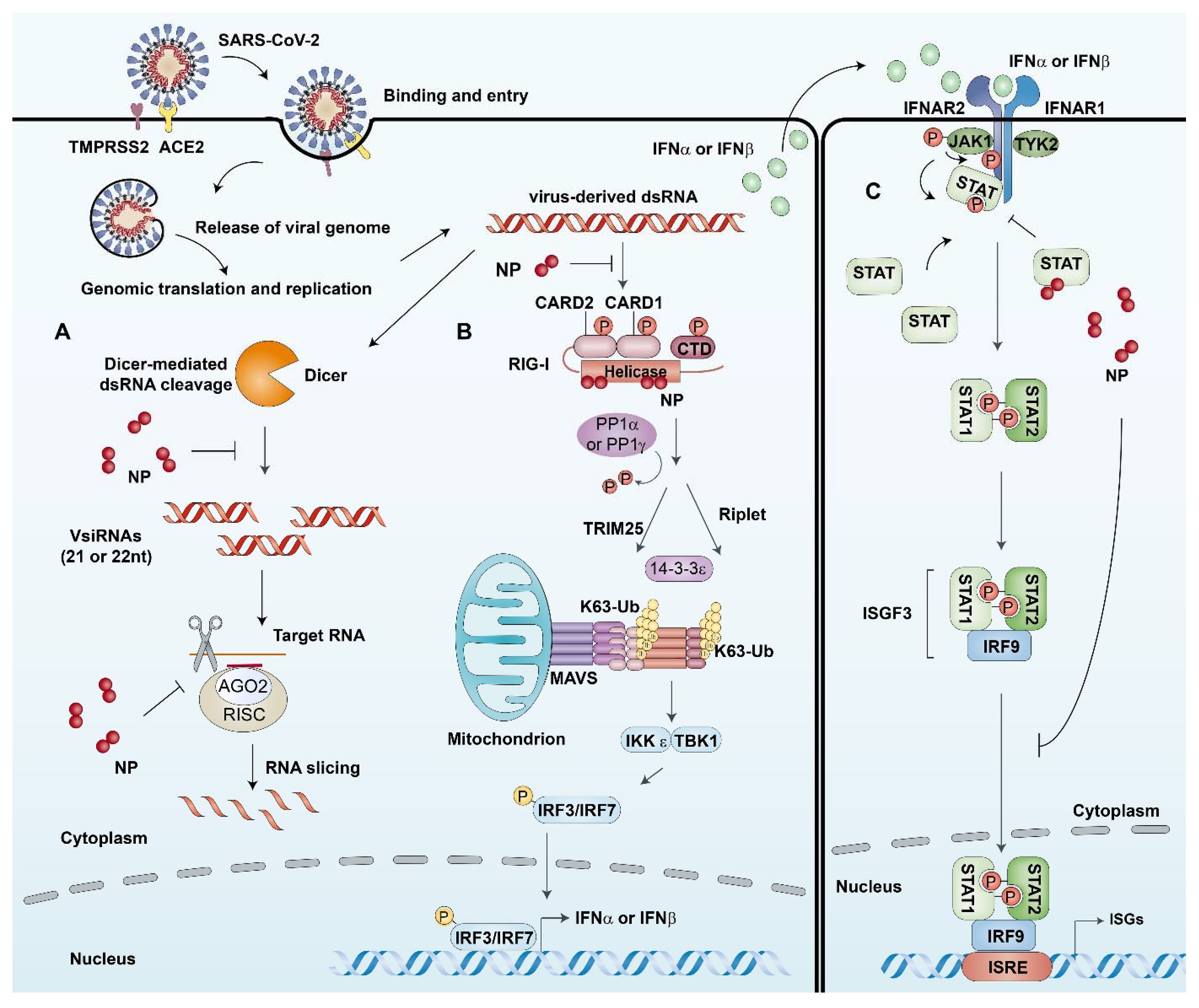 Viruses 13 01115 g002