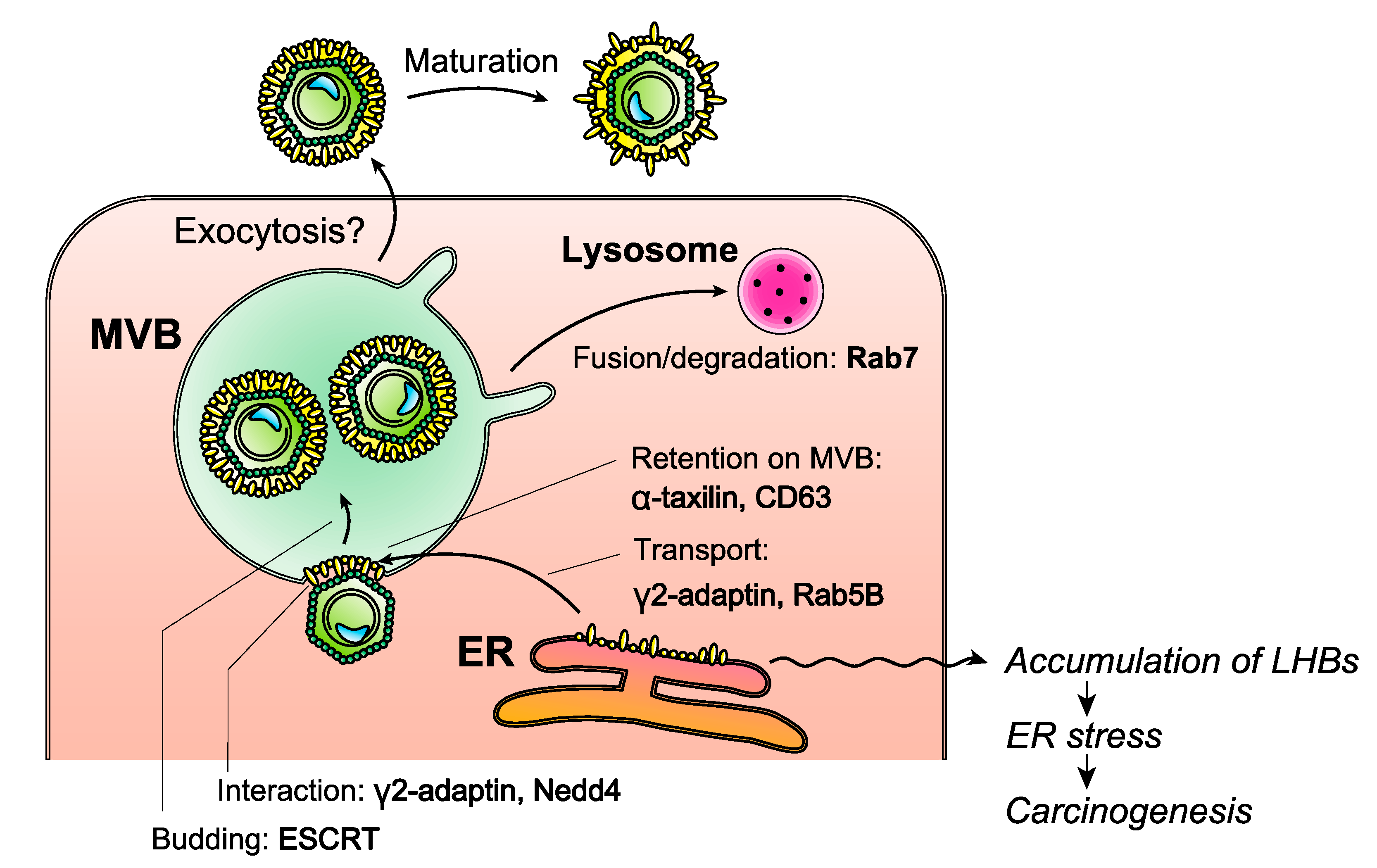 Viruses 13 01124 g003 Viruses 13 01124 g003