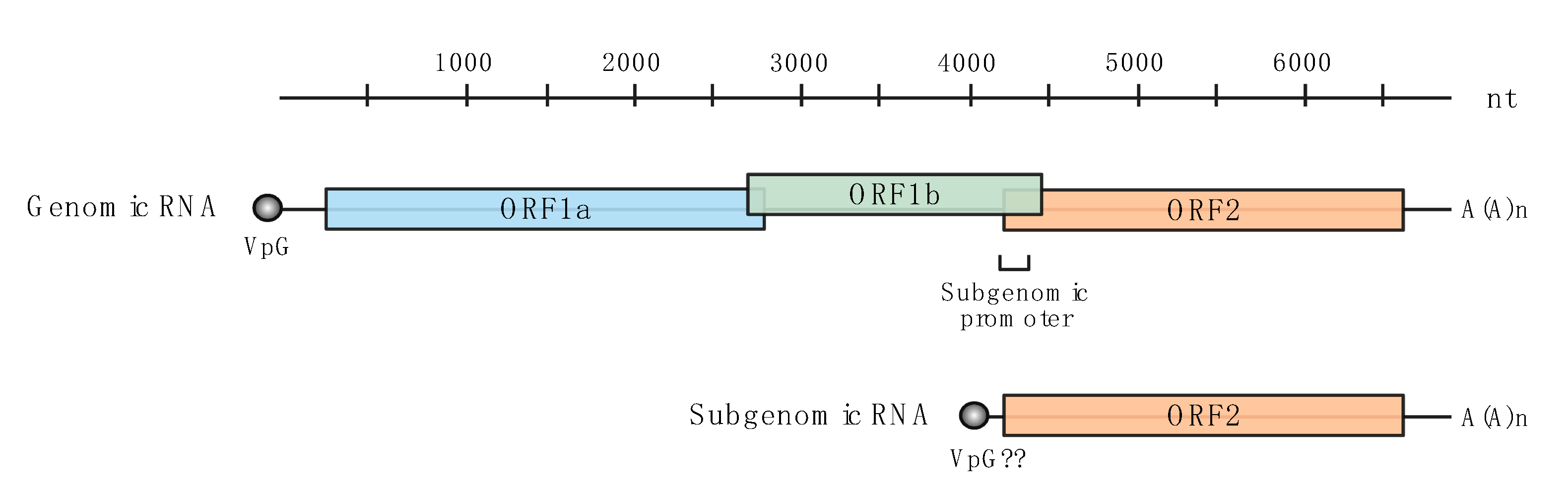 Viruses 13 01127 g001