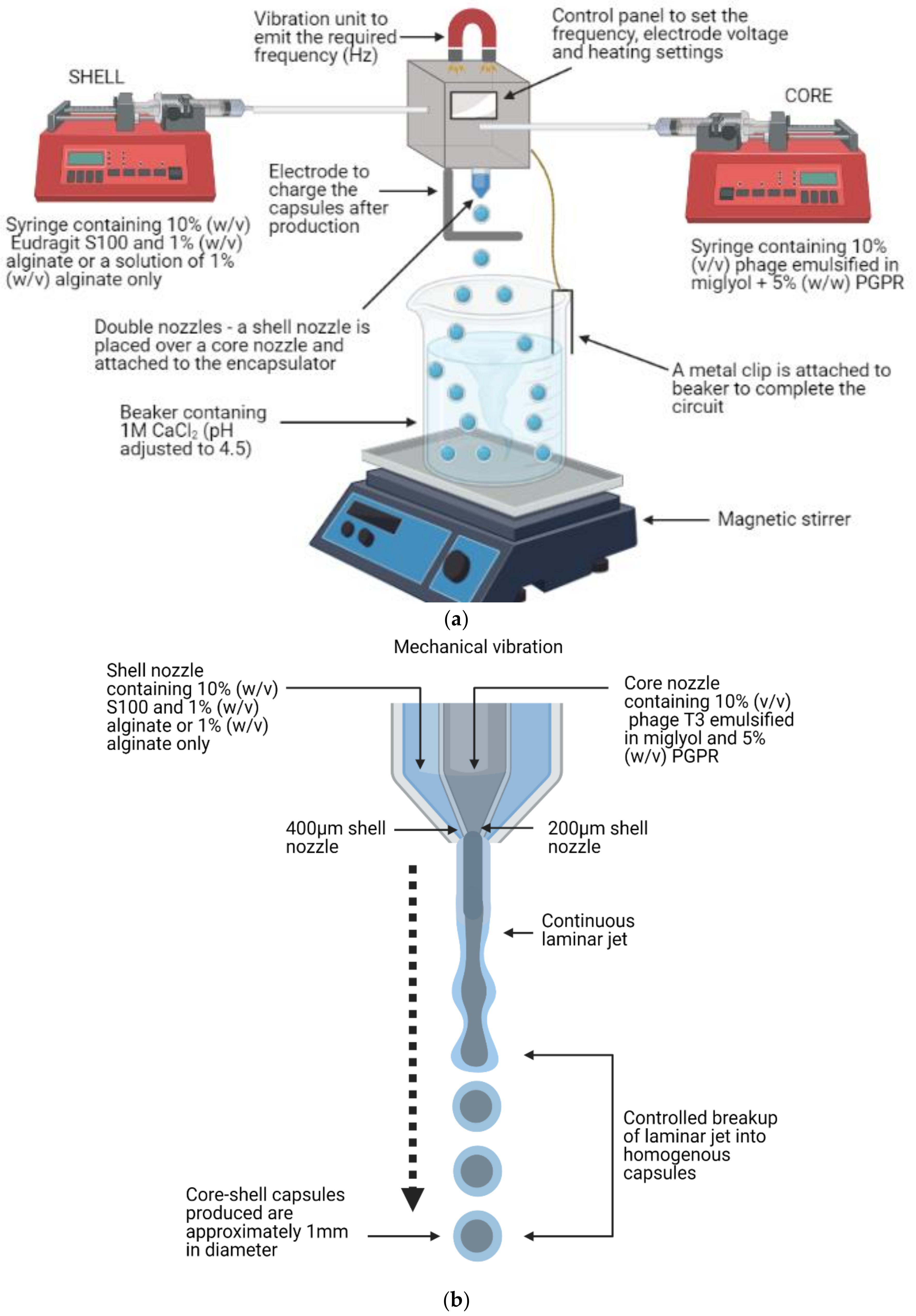 Viruses 13 01131 g001a