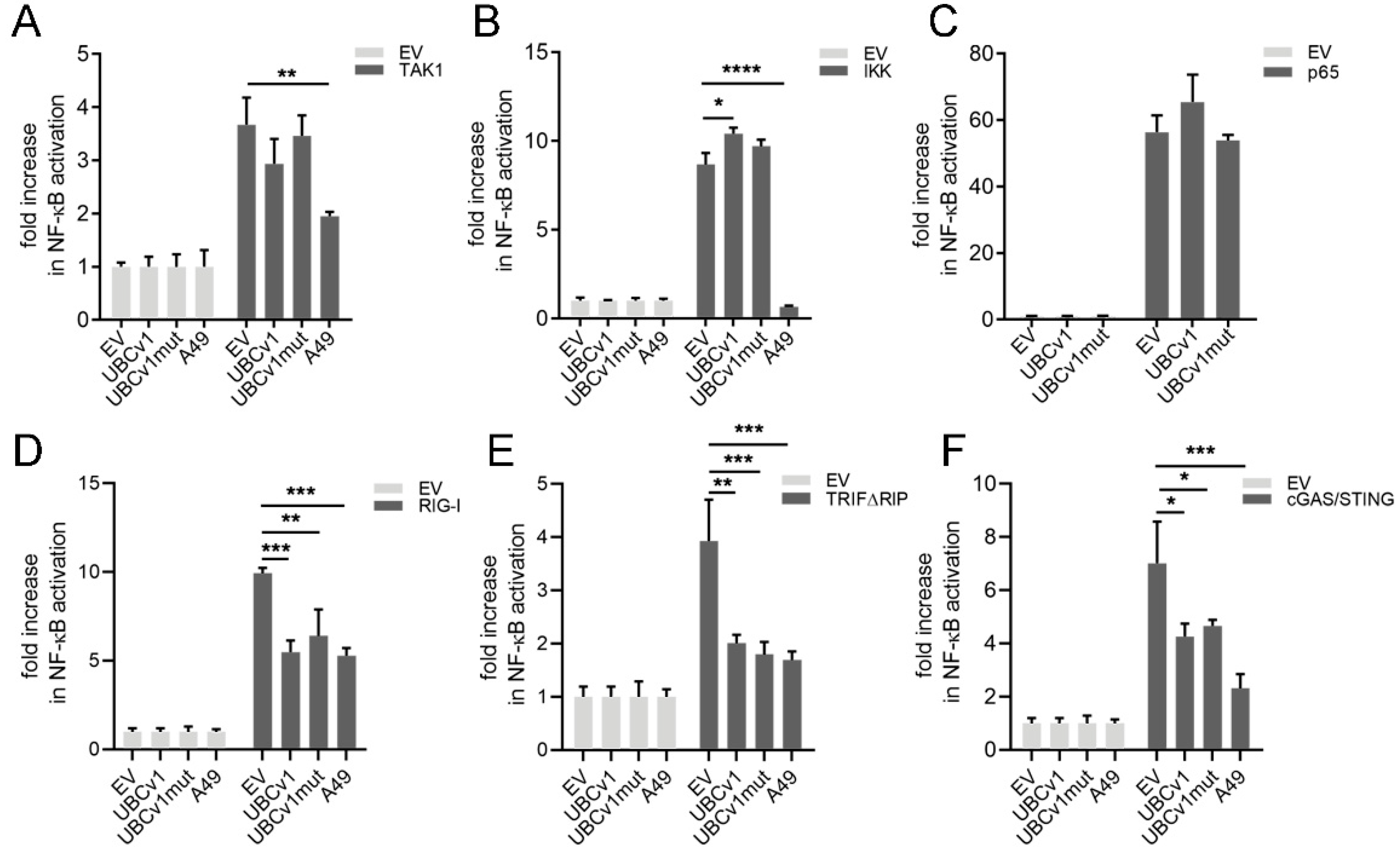 Viruses 13 01160 g004 Viruses 13 01160 g004