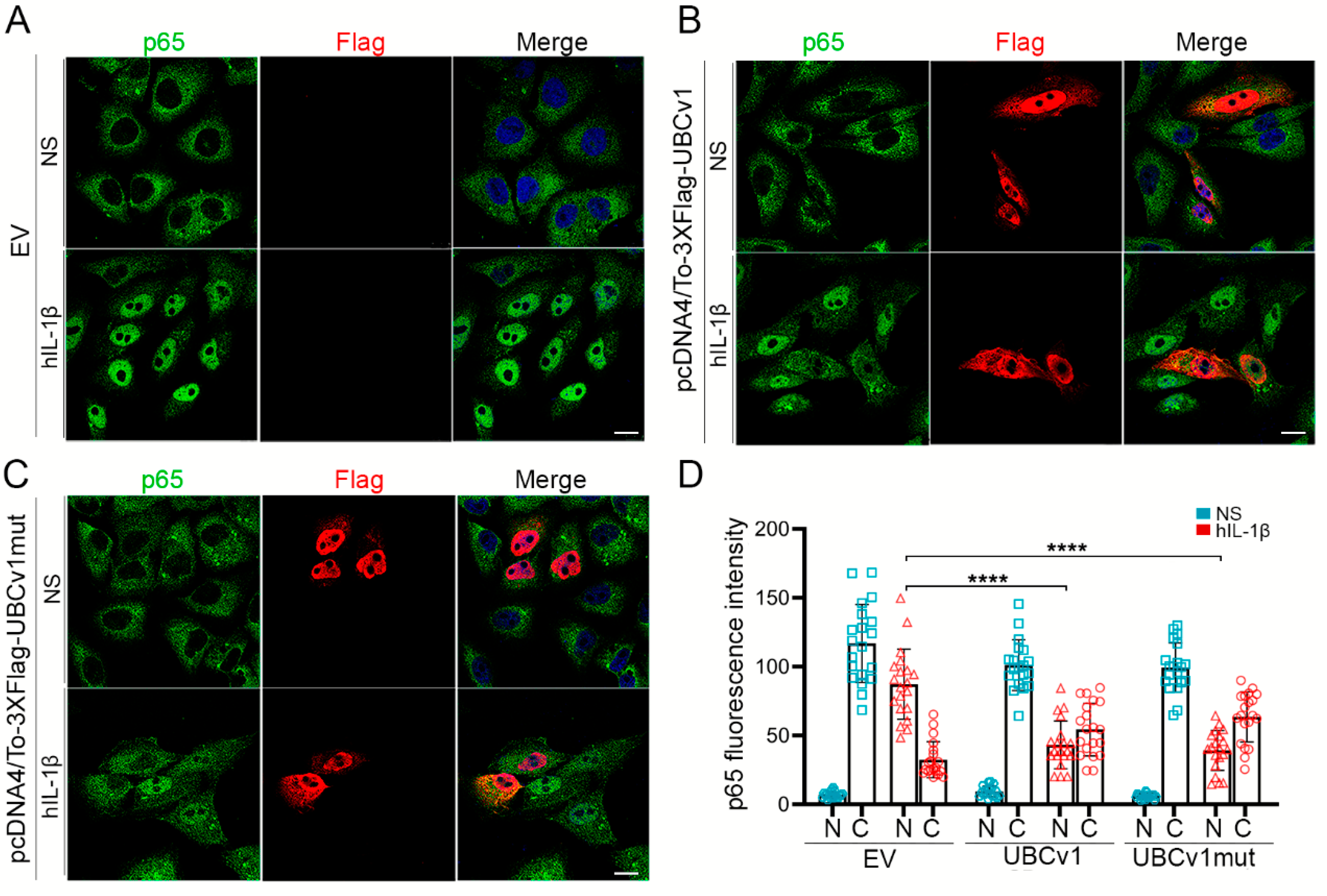 Viruses 13 01160 g005 Viruses 13 01160 g005