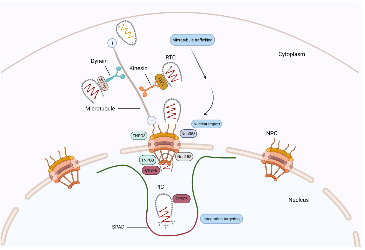 Viruses 13 01161 g003