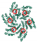 Viruses 13 01161 i006