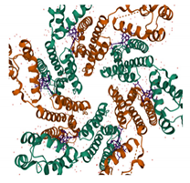 Viruses 13 01161 i008