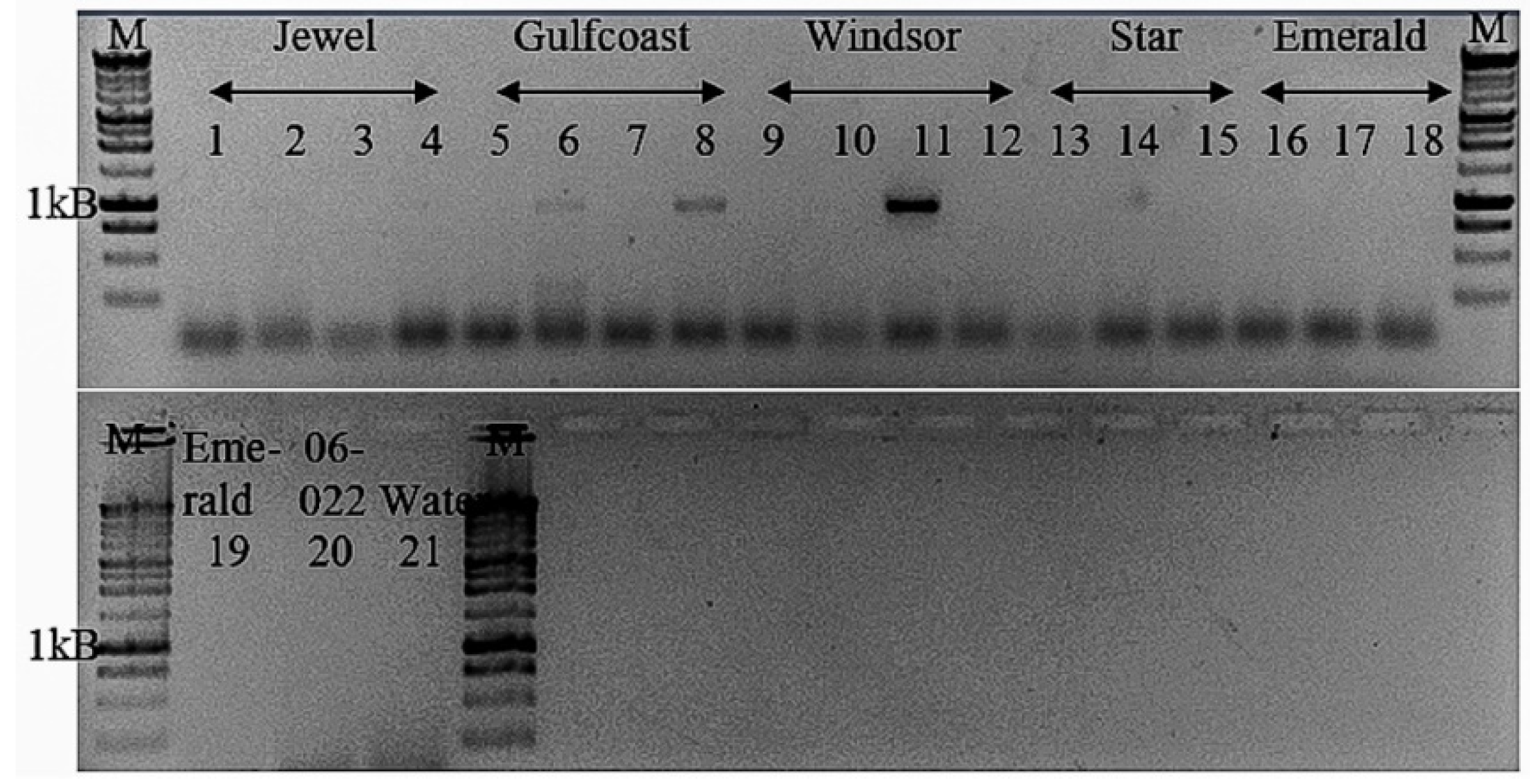 Viruses 13 01165 g005 Viruses 13 01165 g005