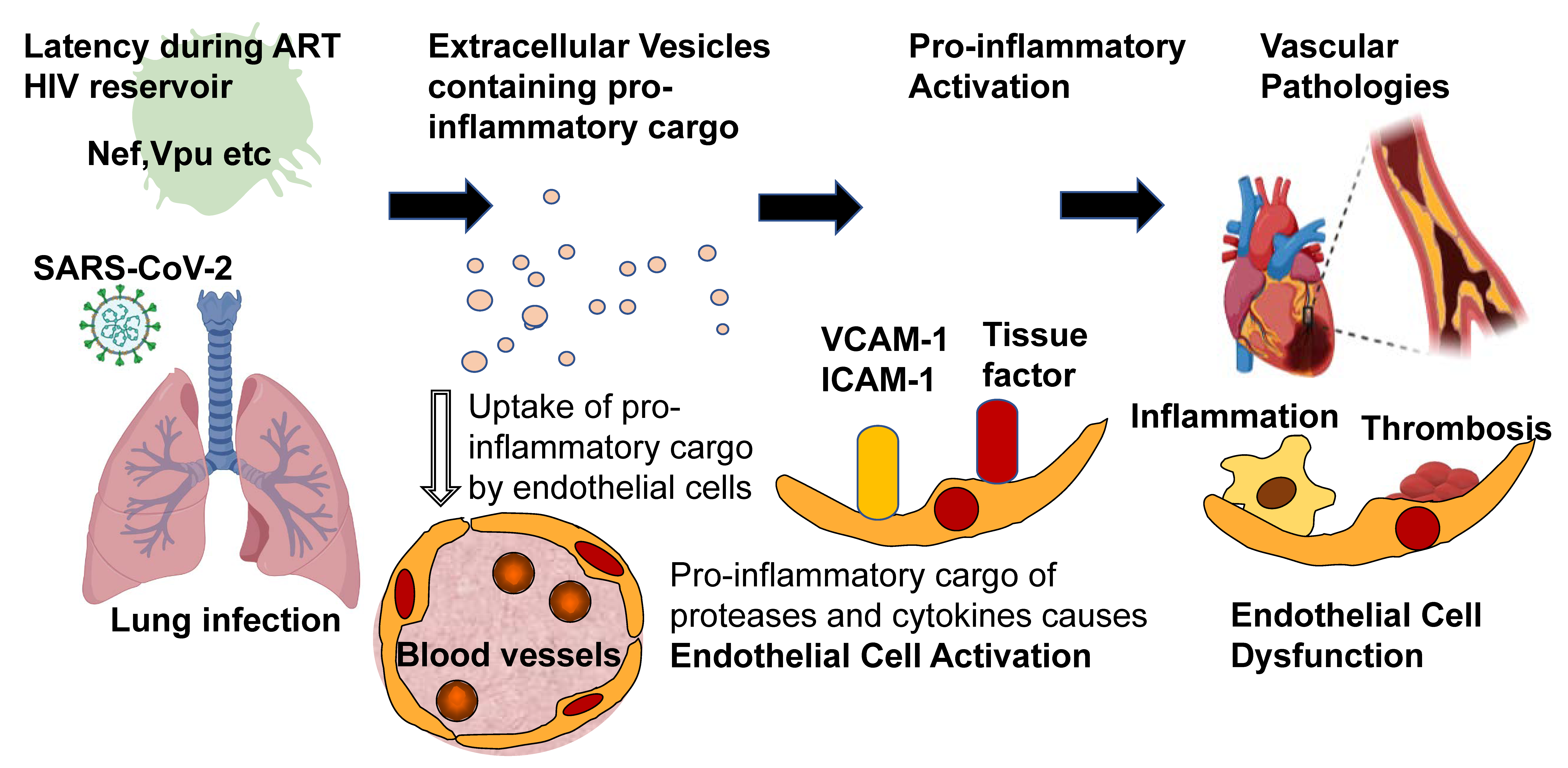 Viruses 13 01168 g001