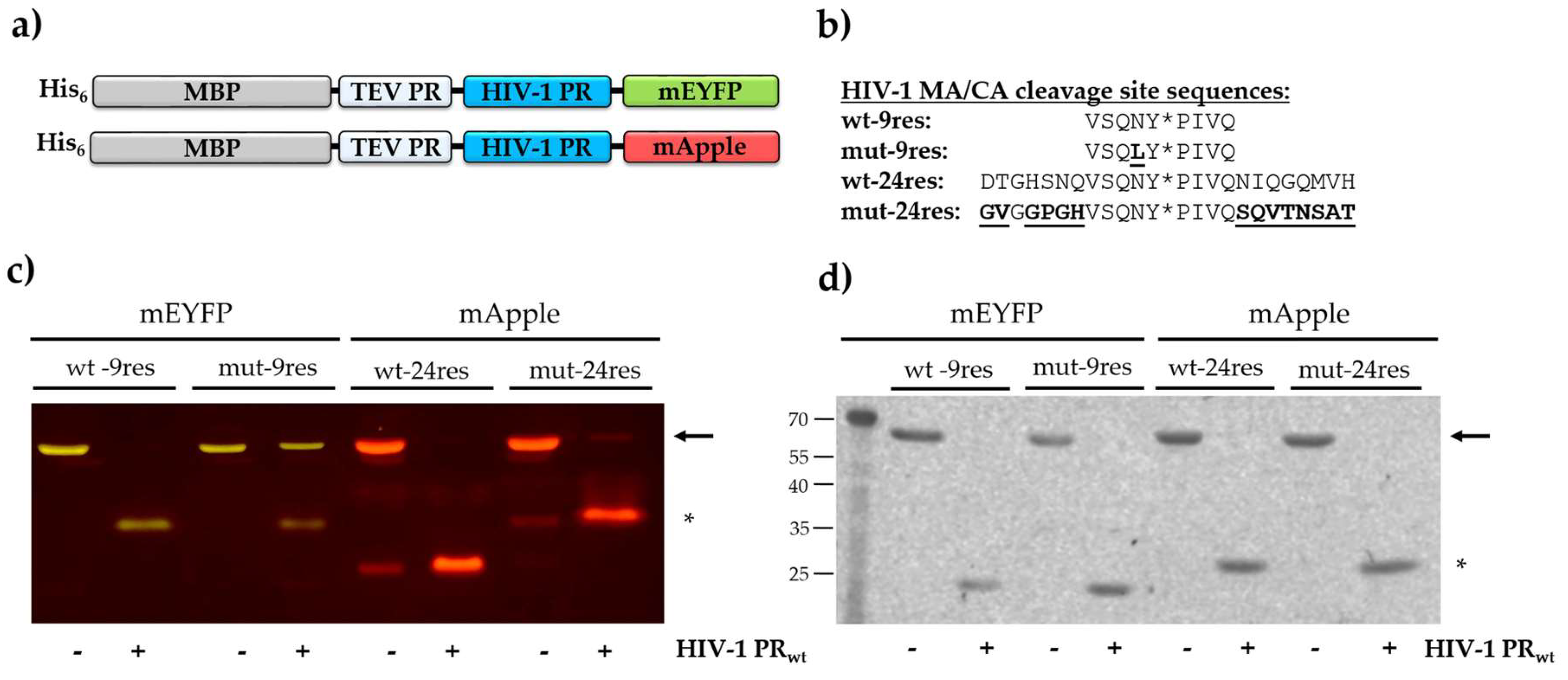 Viruses 13 01183 g001