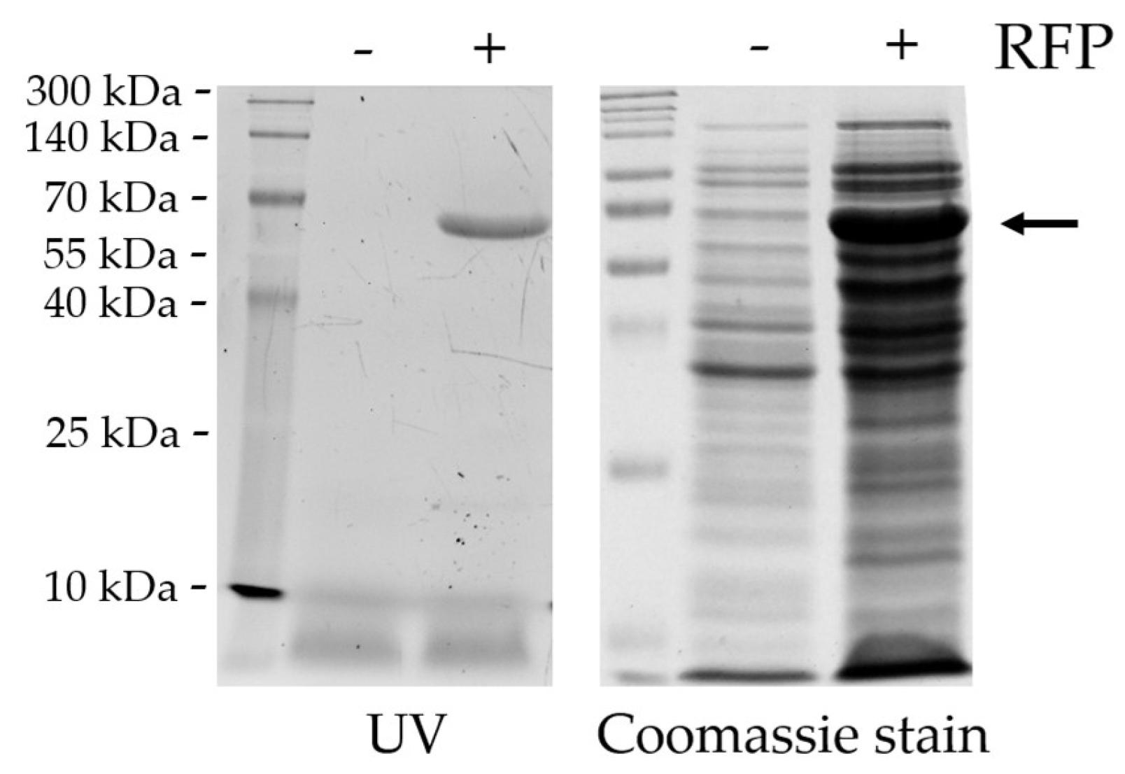 Viruses 13 01183 g008