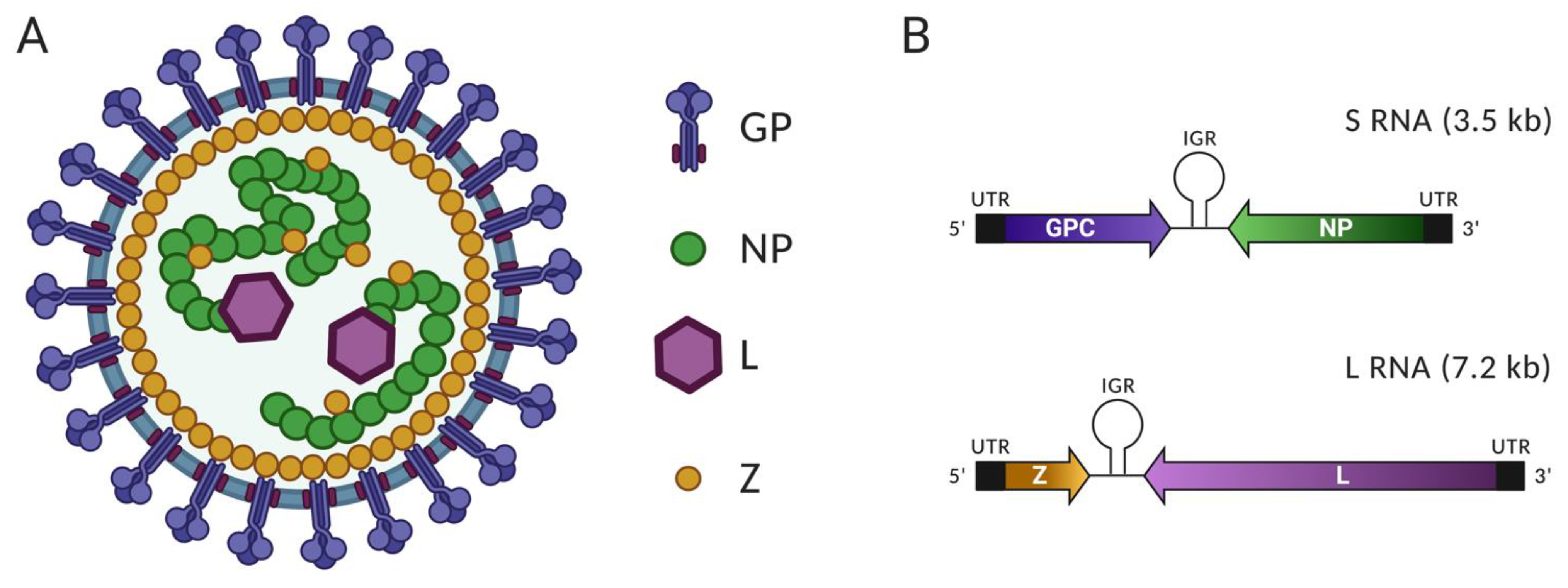 Viruses 13 01187 g001 550