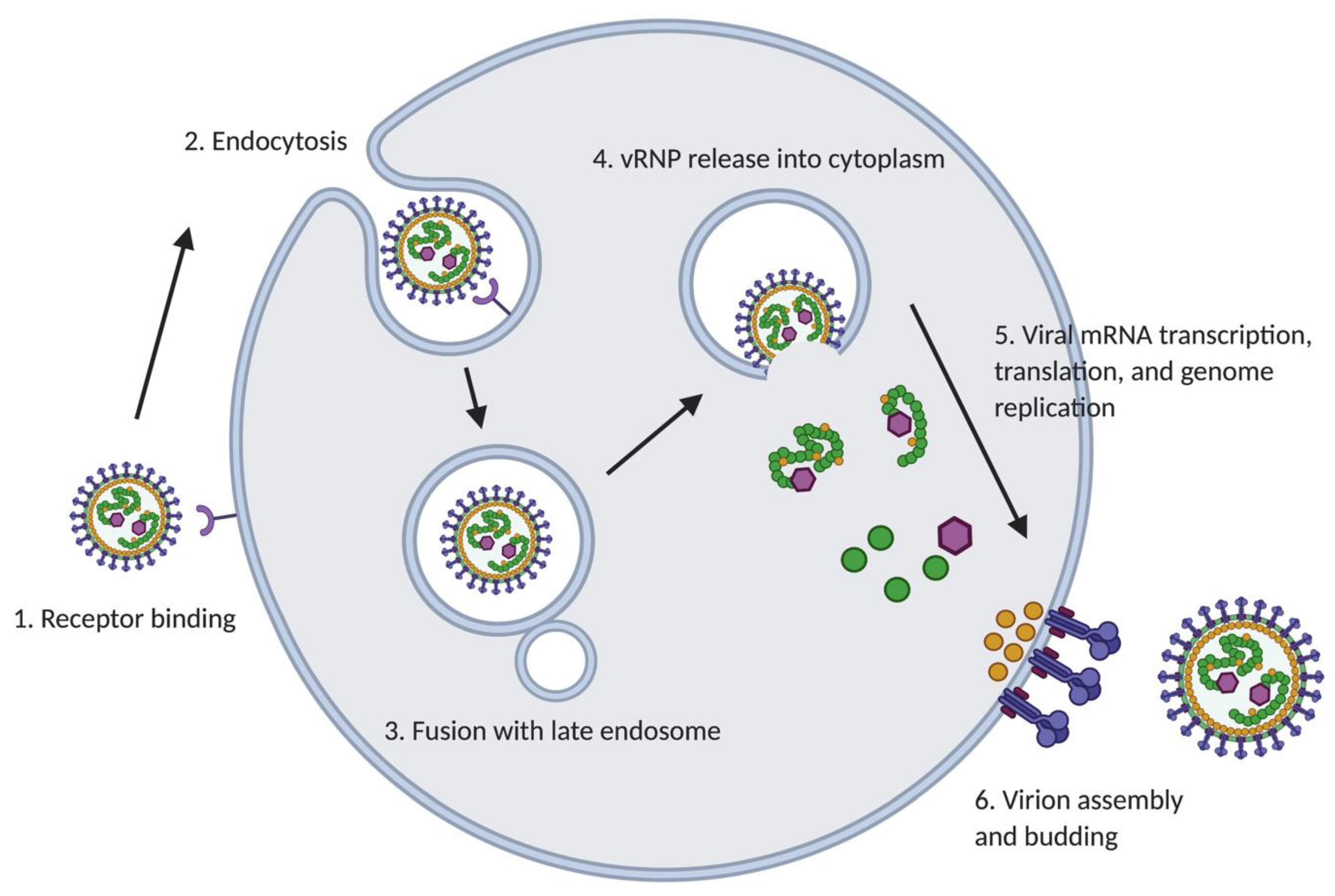 Viruses 13 01187 g002 550