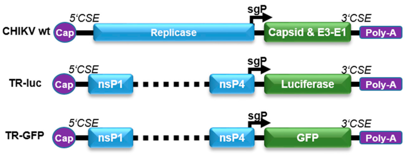 Viruses 13 01191 g001 550