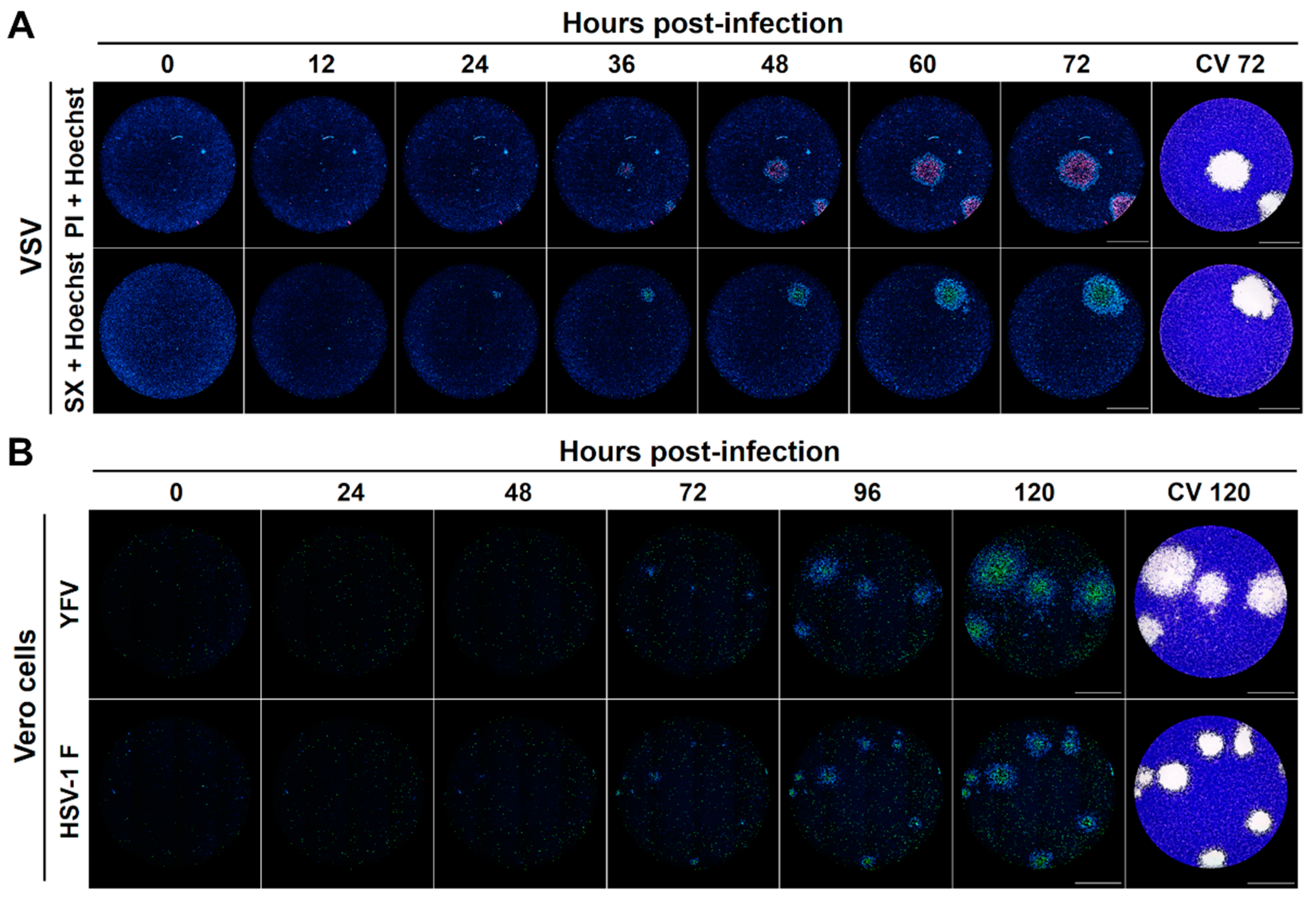 Viruses 13 01193 g003 550