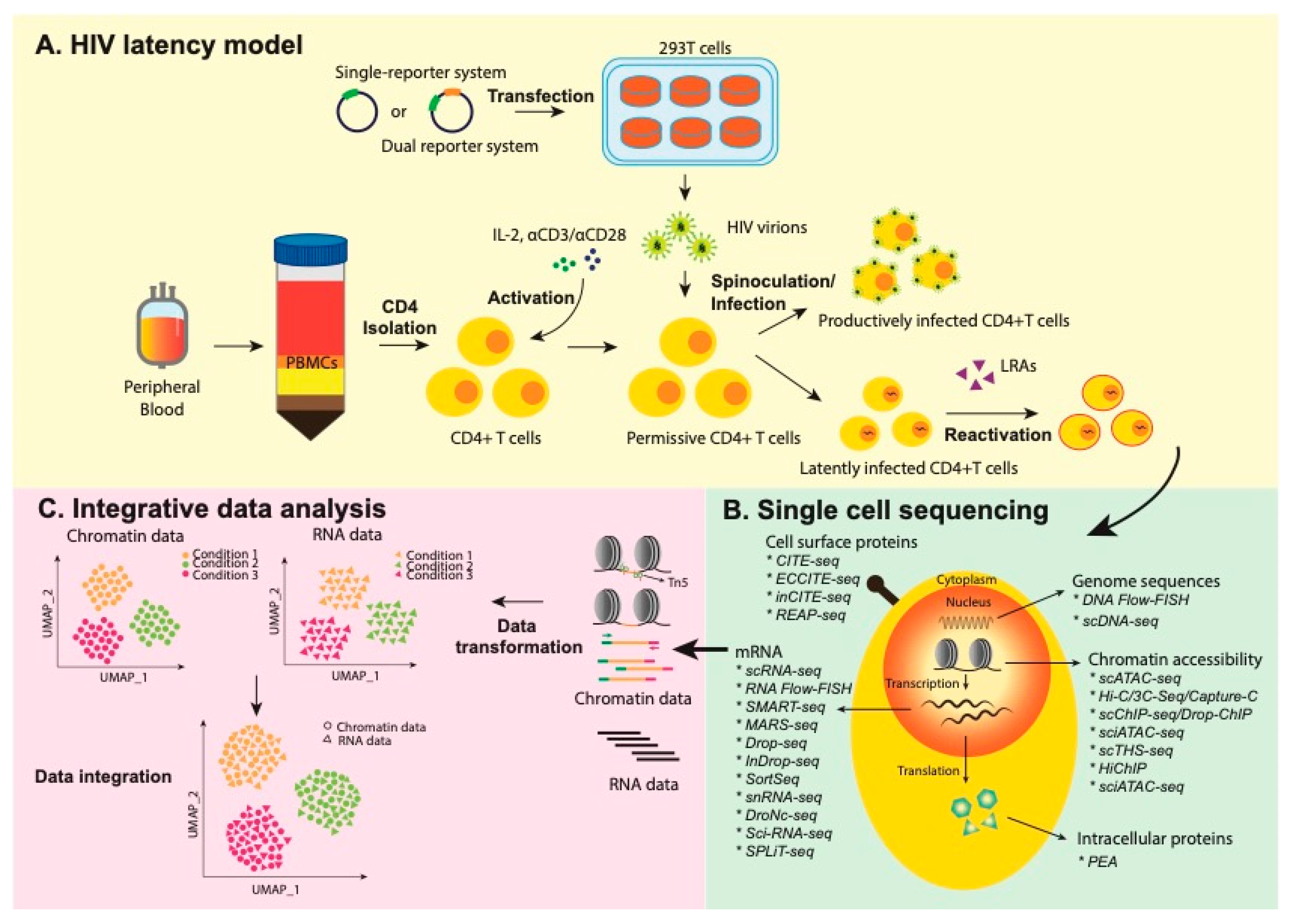 The polypurine tract of HIV 1. EVO Gen что за вирус. Human immunodeficiency virus 1