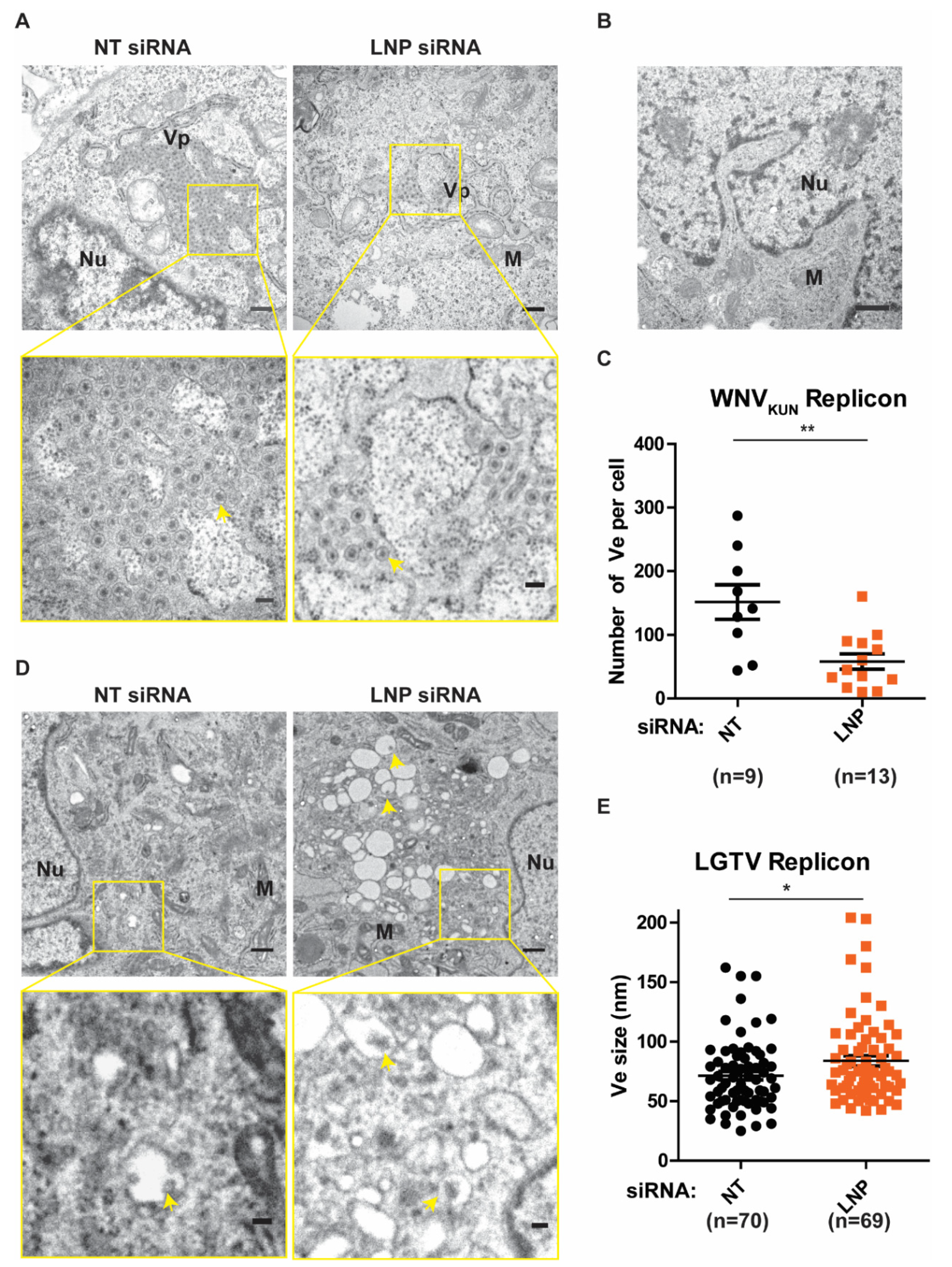 Viruses 13 01198 g004 550