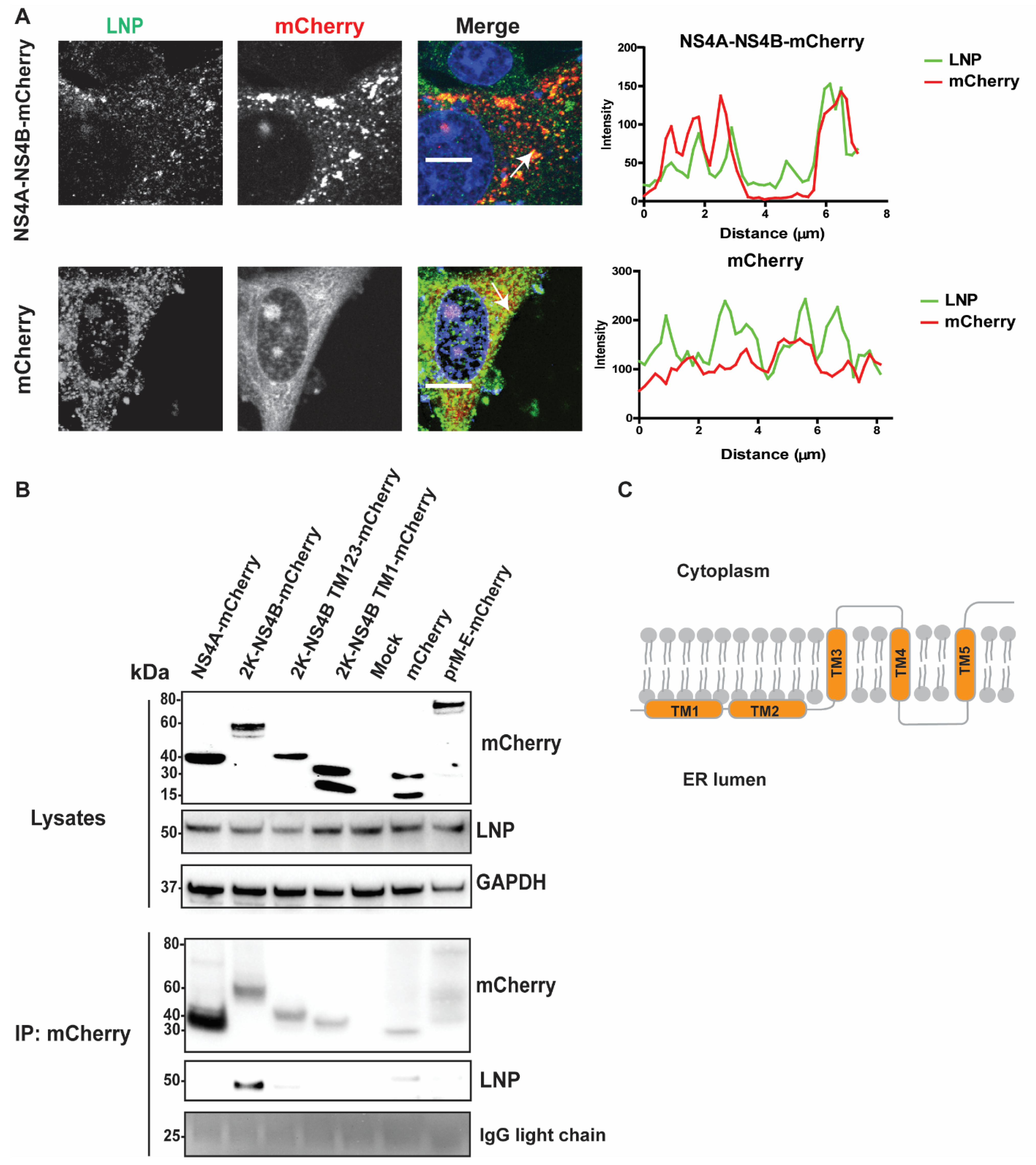 Viruses 13 01198 g005 550