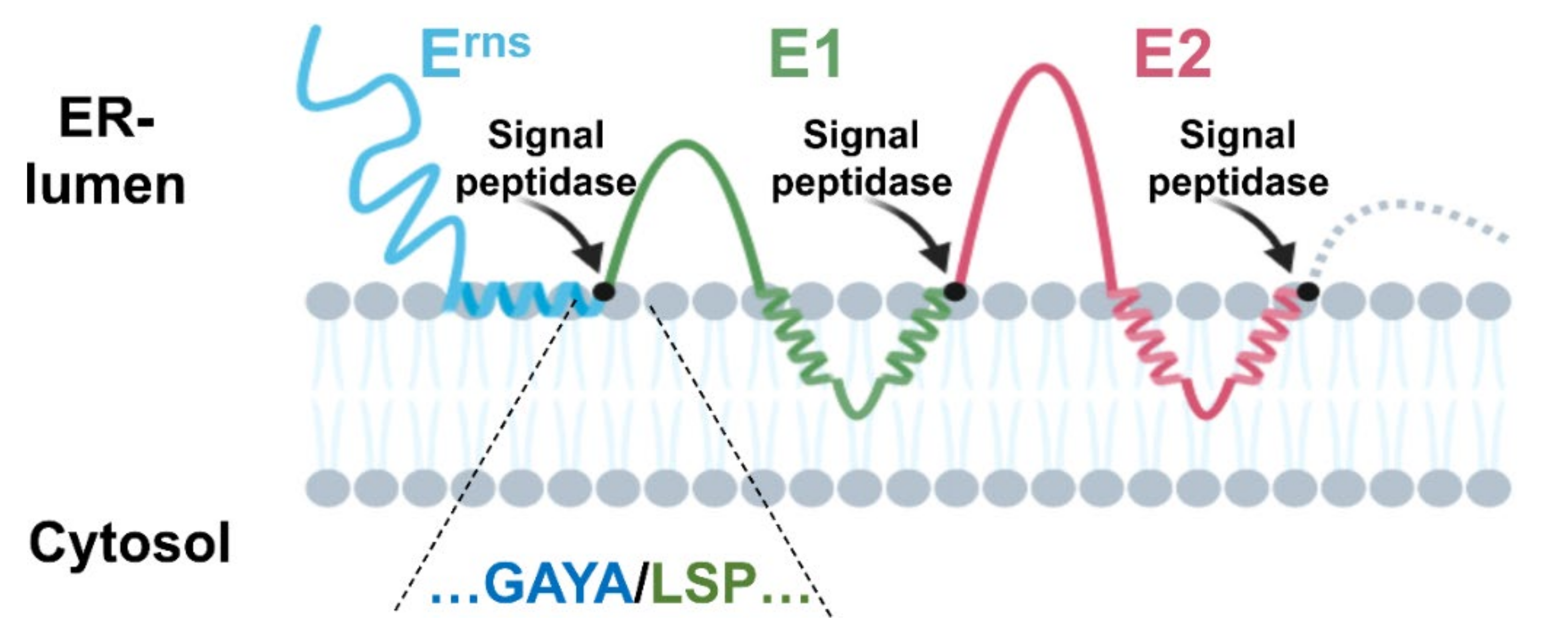 Viruses 13 01203 g002 Viruses 13 01203 g002